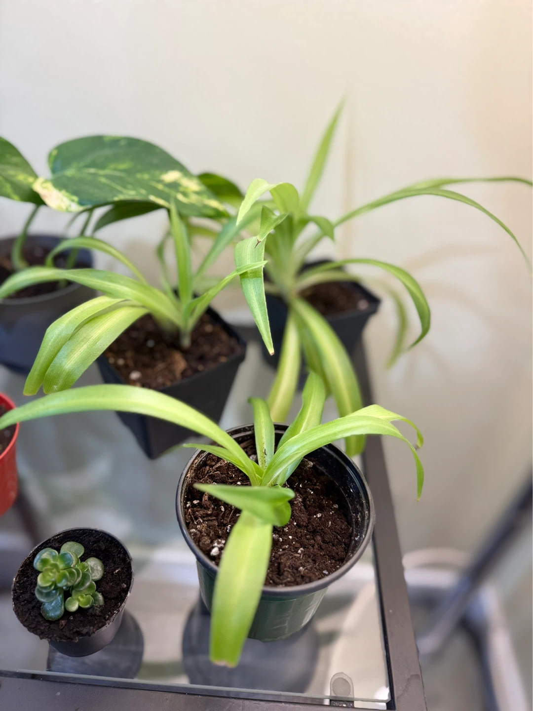 Assorted Potted Plants - photo 3
