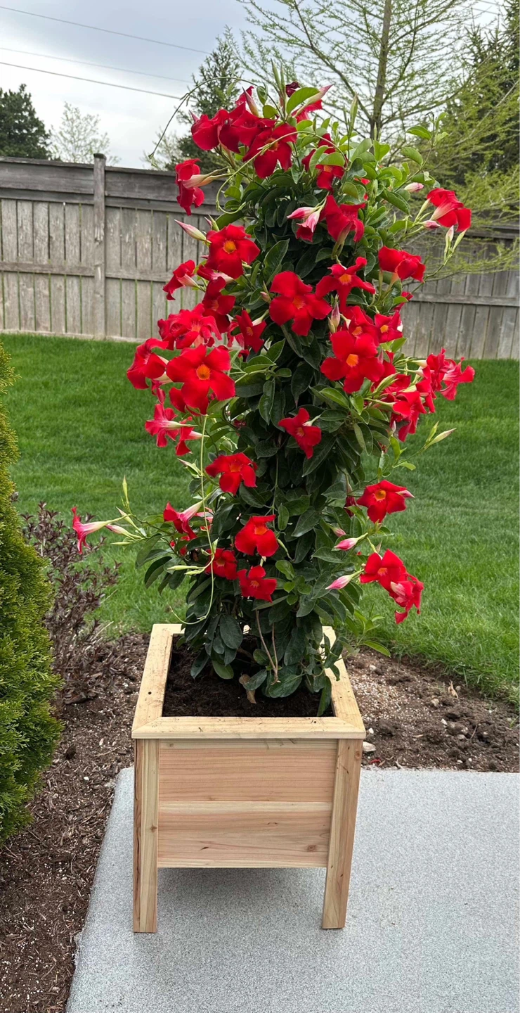 Handmade Cedar Planters - photo 3