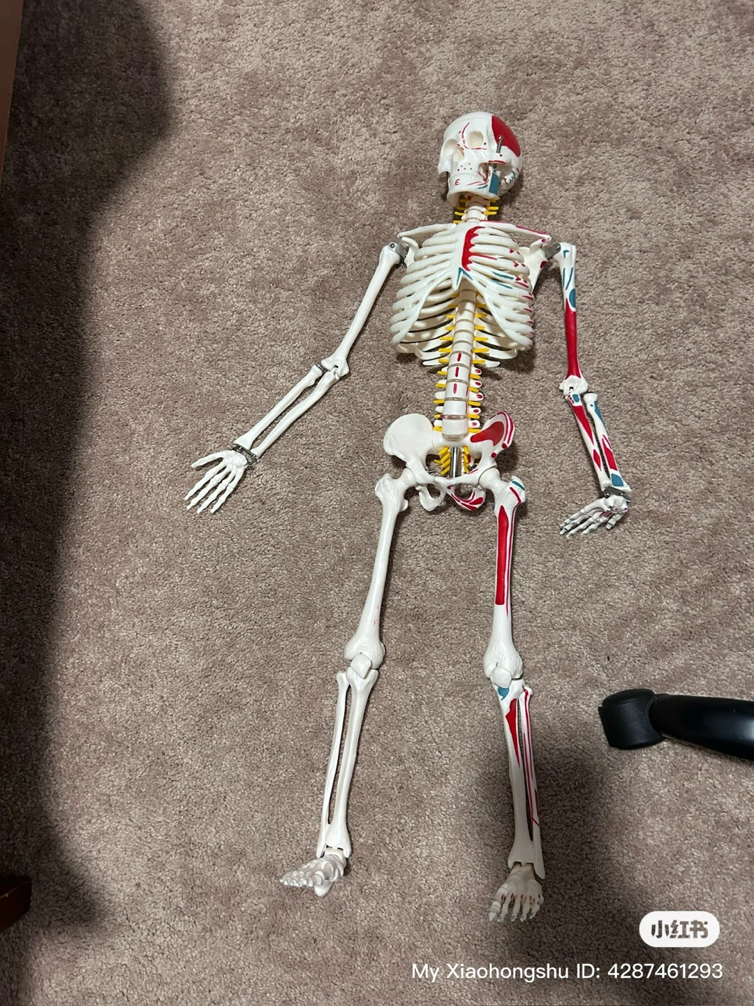 Anatomical Human Skeleton Model
