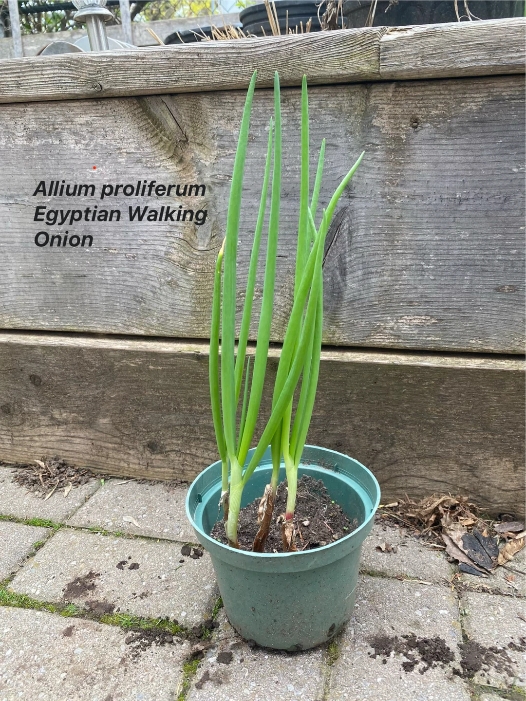 Egyptian Walking Onion Plant
