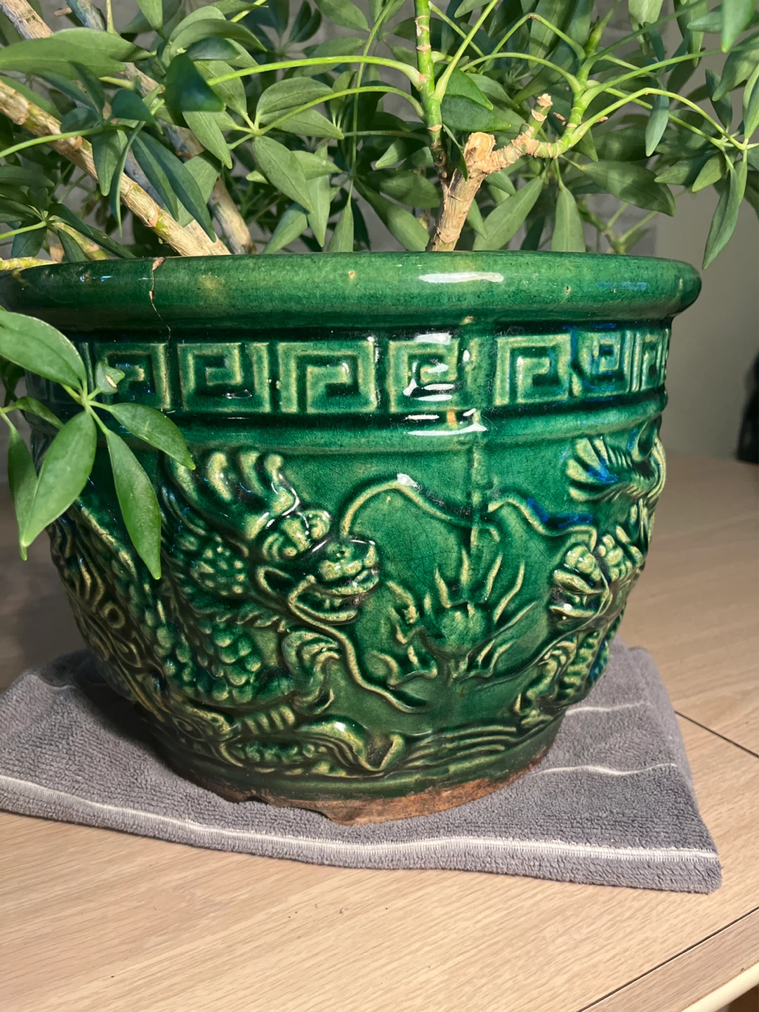 Schefflera Plant in Decorative Green Dragon Pot - photo 3
