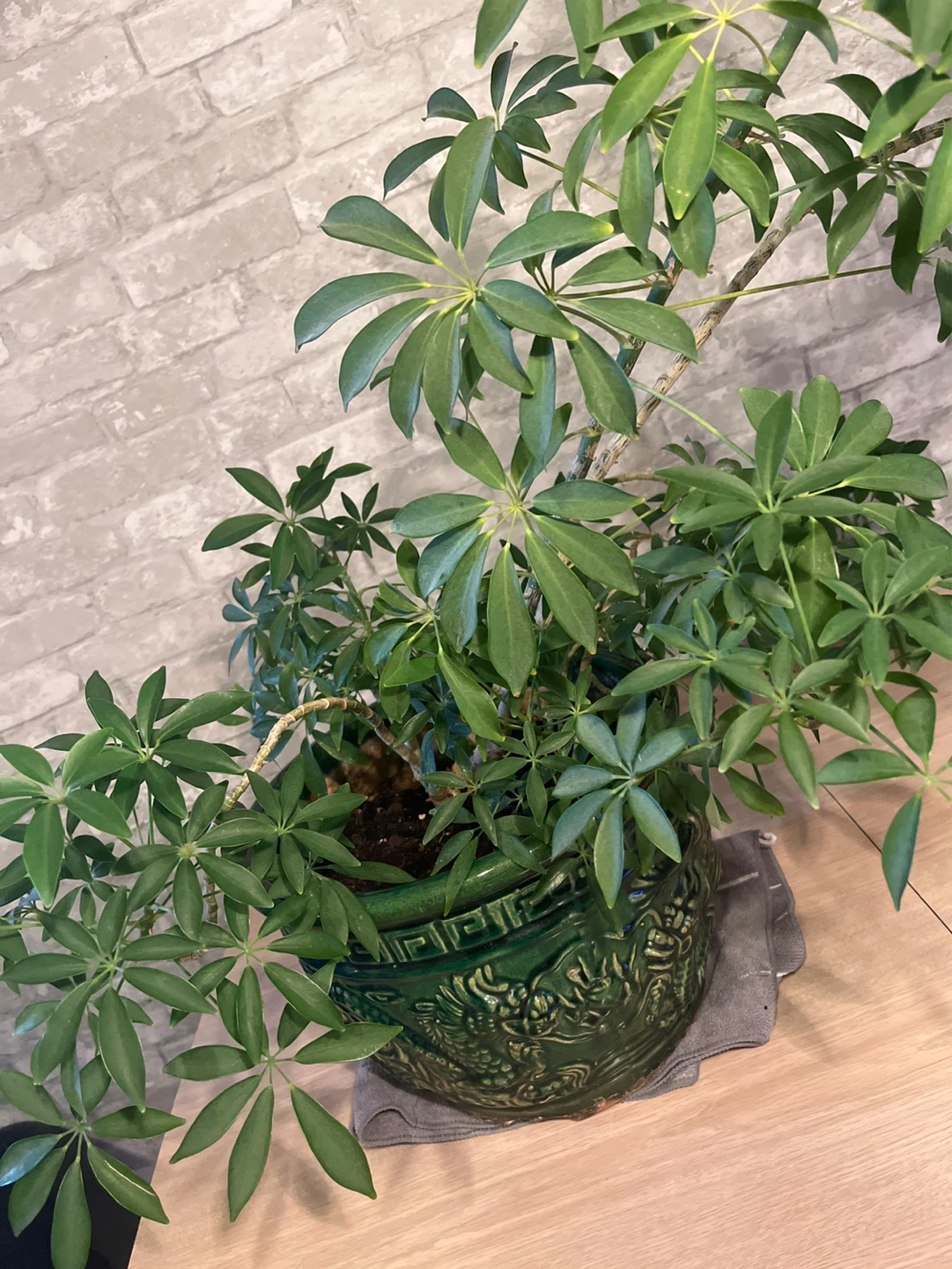 Schefflera Plant in Decorative Green Dragon Pot - photo 2