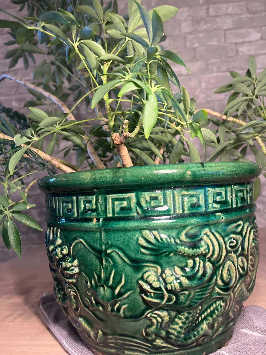 Schefflera Plant in Decorative Green Dragon Pot - photo 4