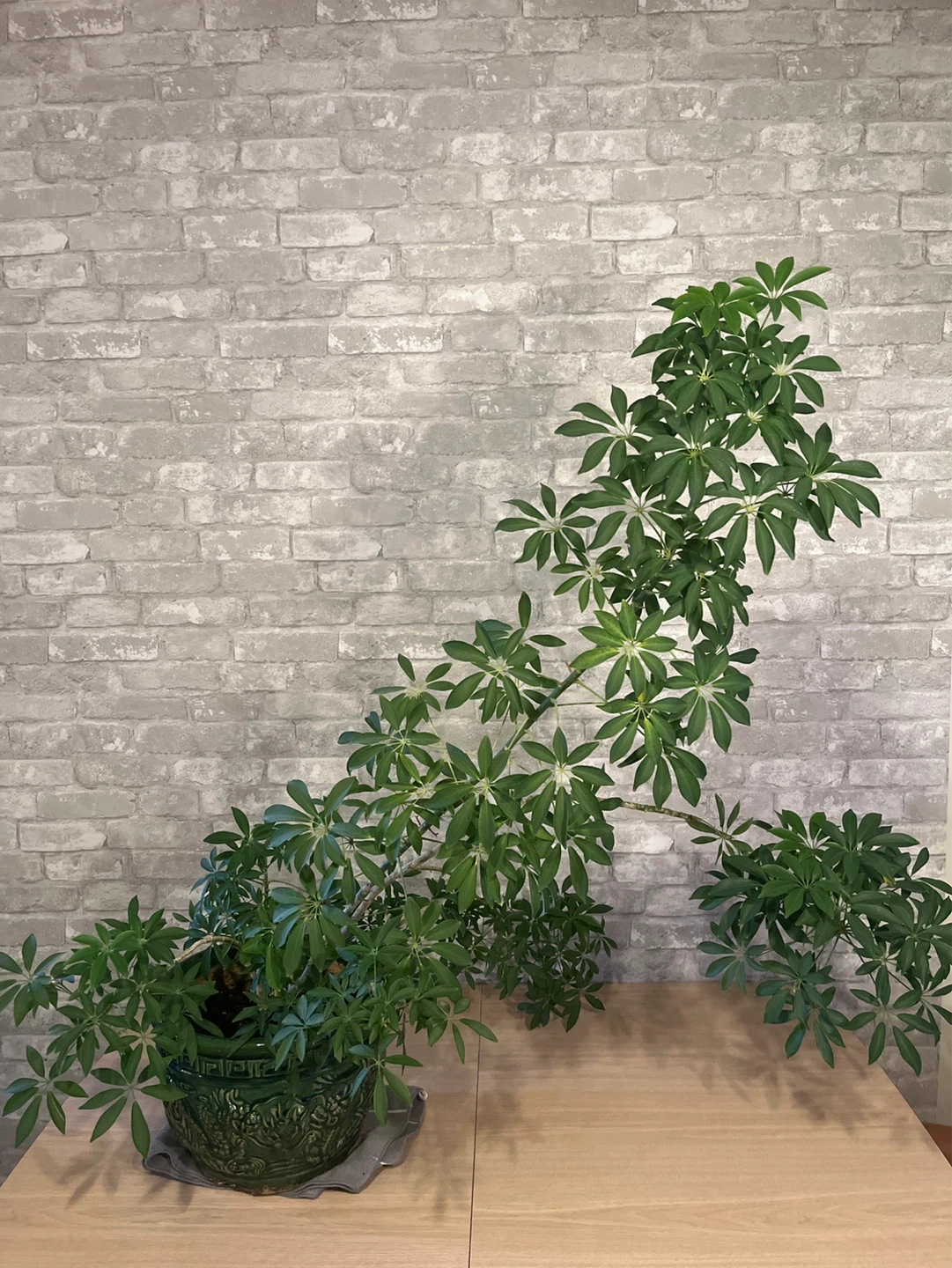 Schefflera Plant in Decorative Green Dragon Pot - photo 5