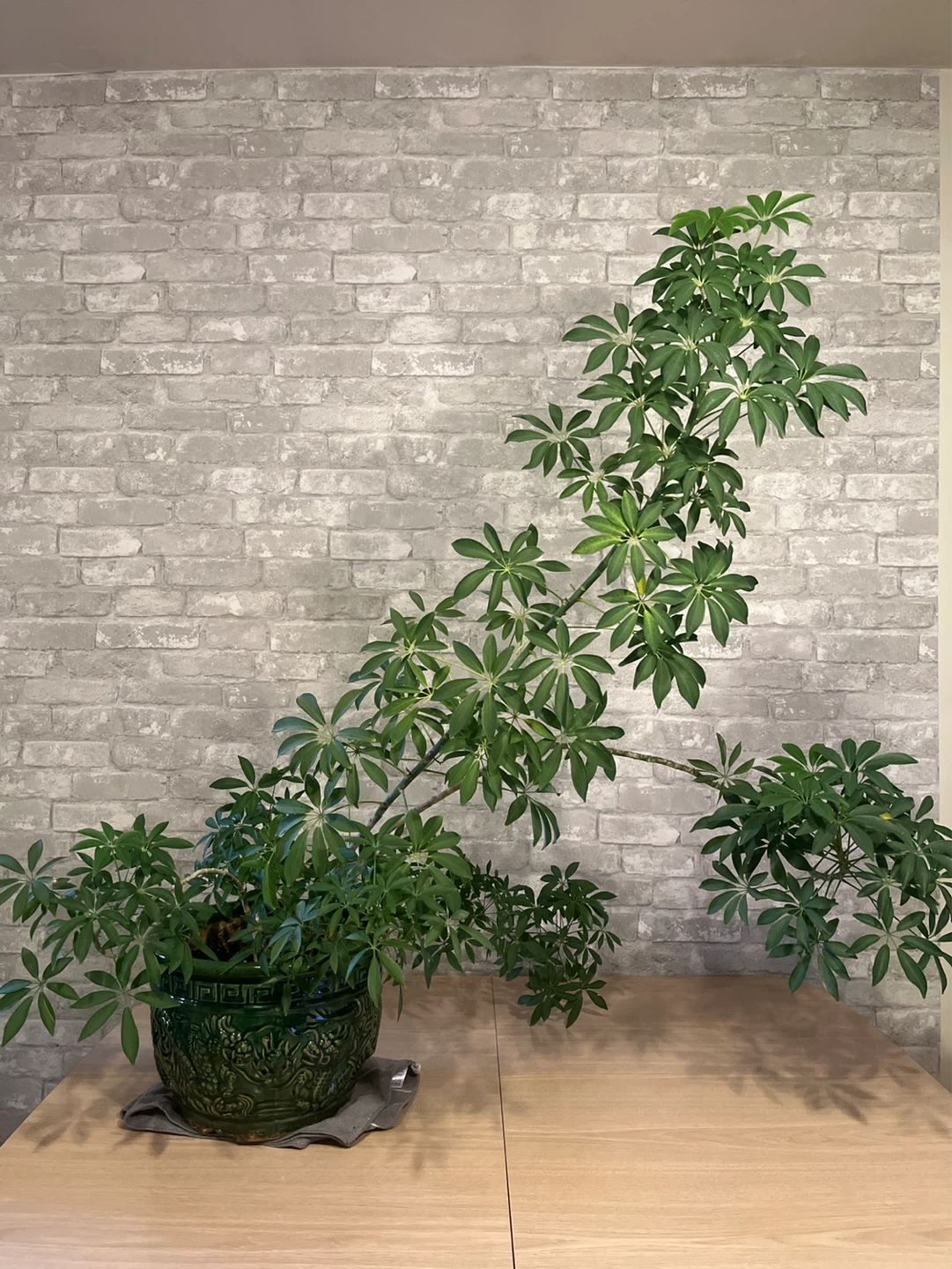 Schefflera Plant in Decorative Green Dragon Pot