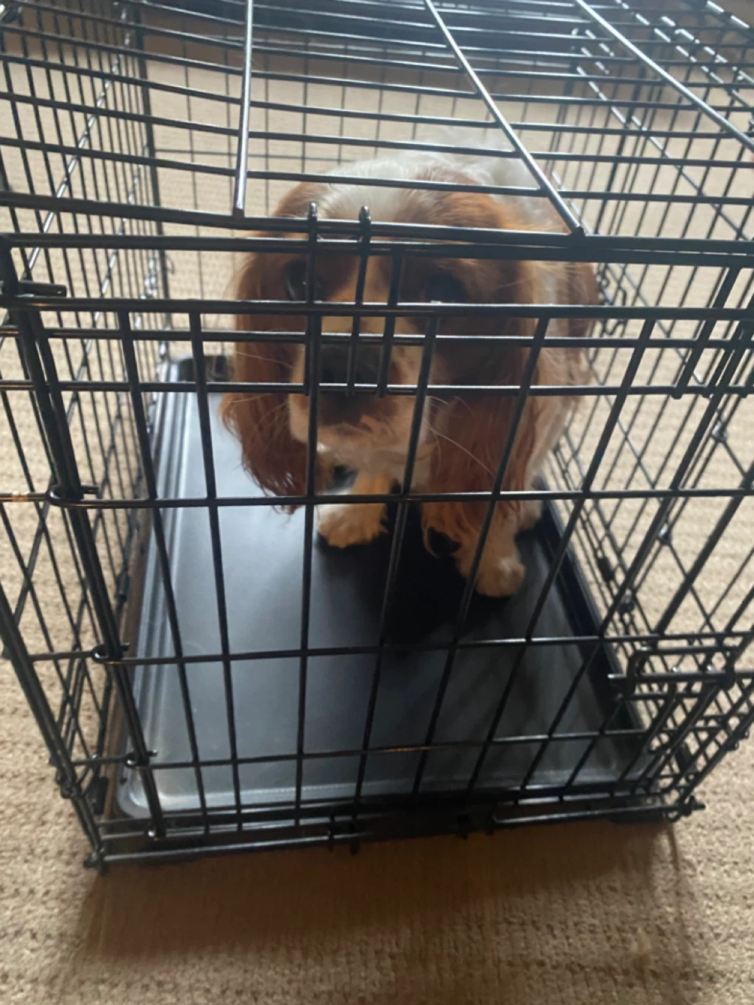 Black Metal Dog Crate - photo 3