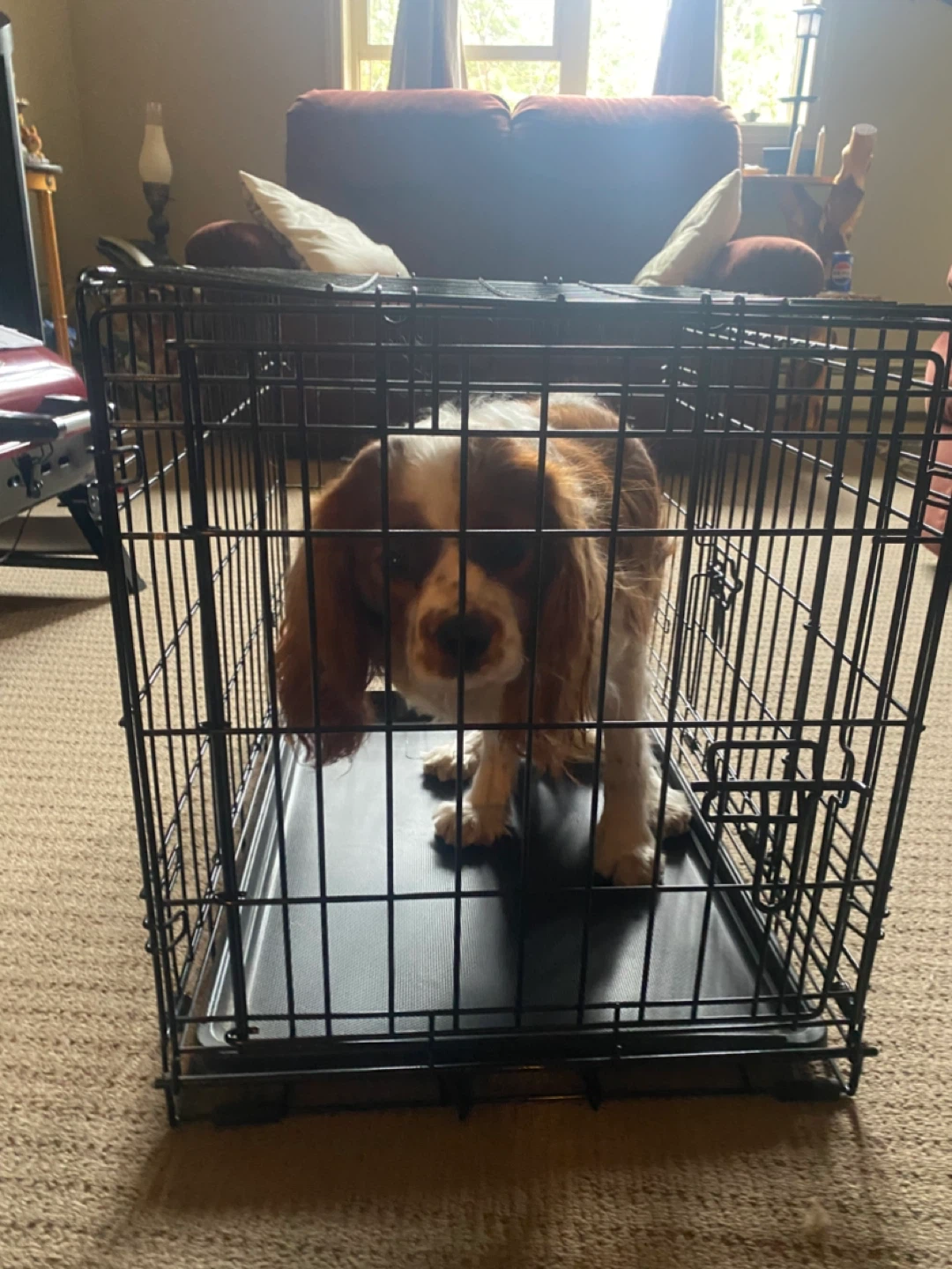 Black Metal Dog Crate - photo 4