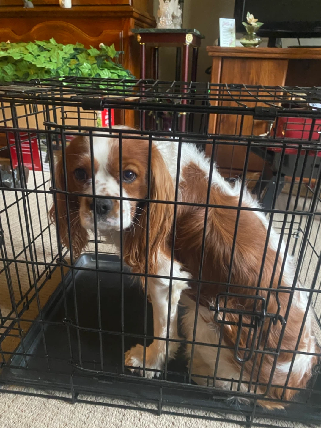 Black Metal Dog Crate