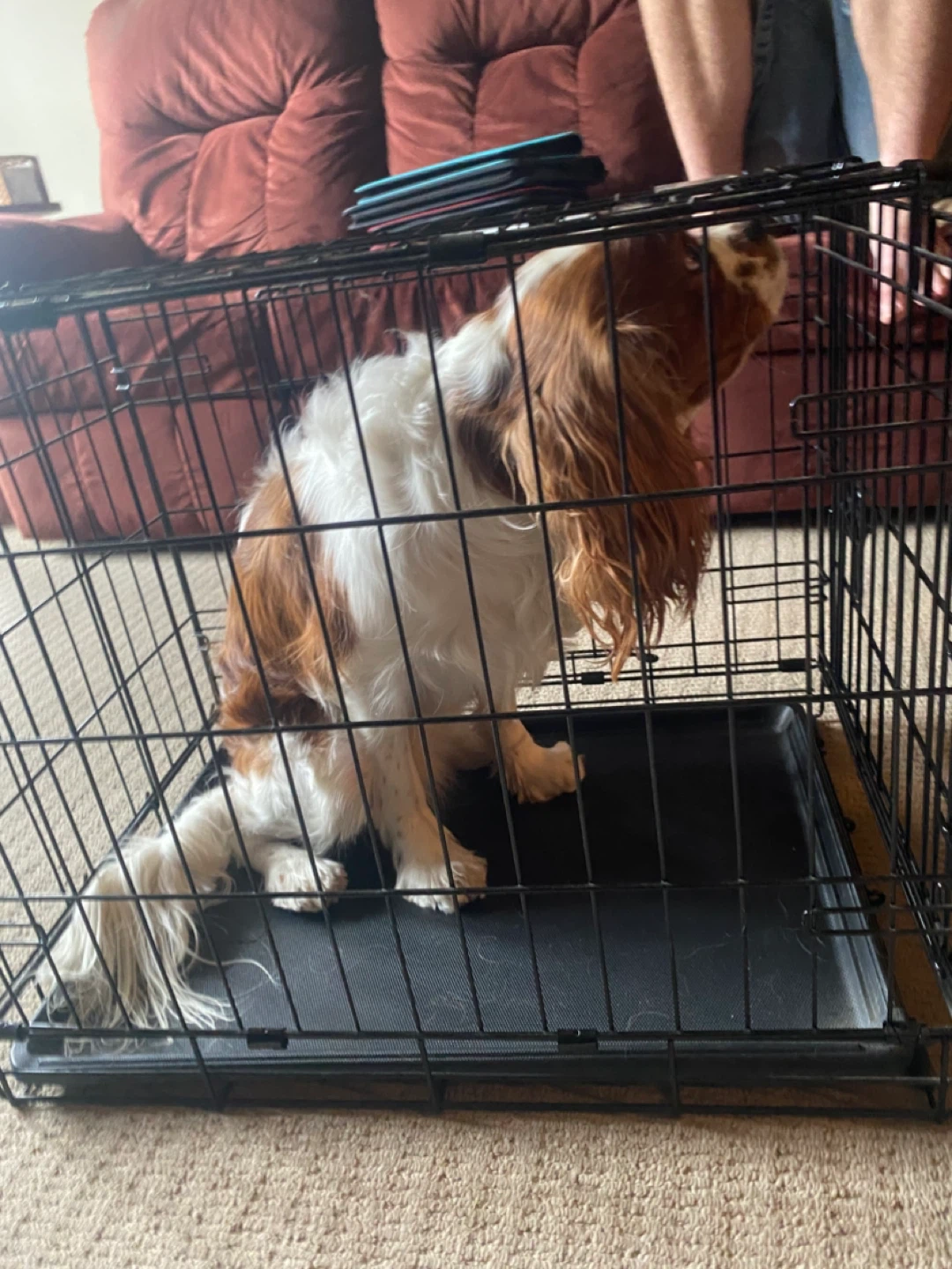 Black Metal Dog Crate - photo 2