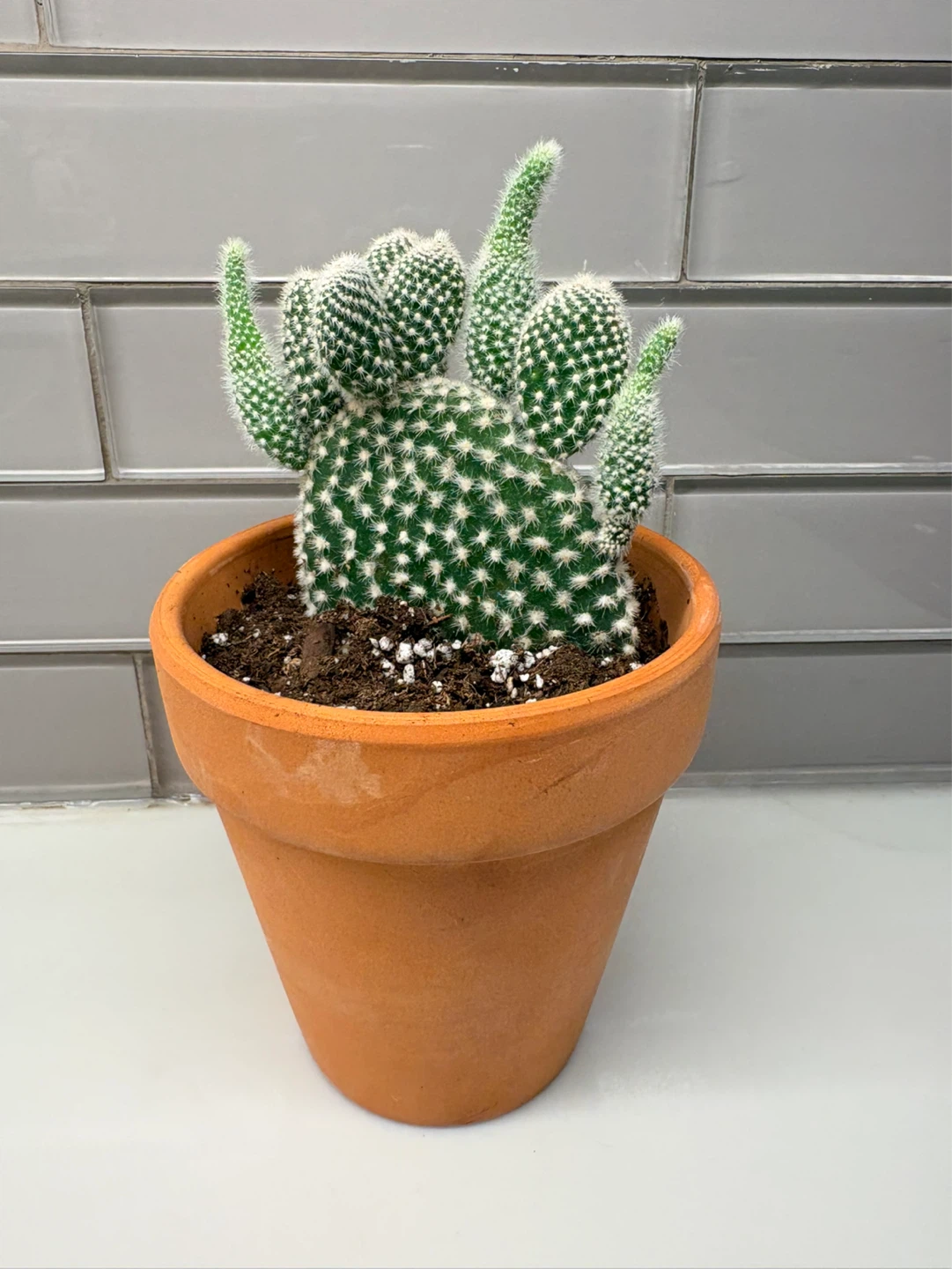 Bunny Ear Cactus in Terracotta Pot