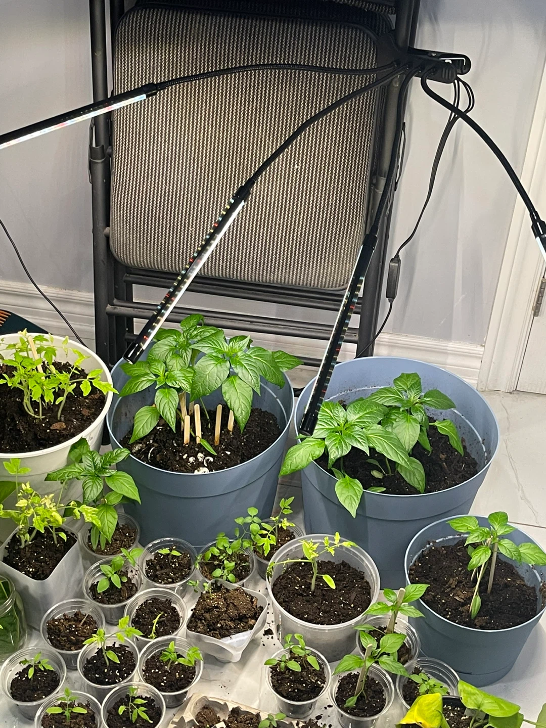 Assorted Plant Seedlings with Grow Lights