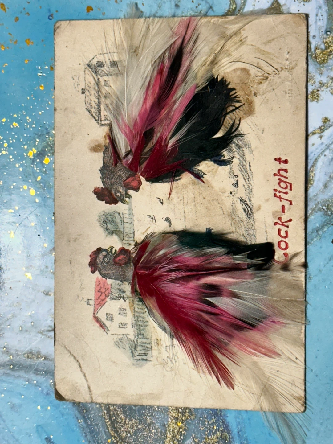 Rare antique Cock Fighting Postcard with real feathers