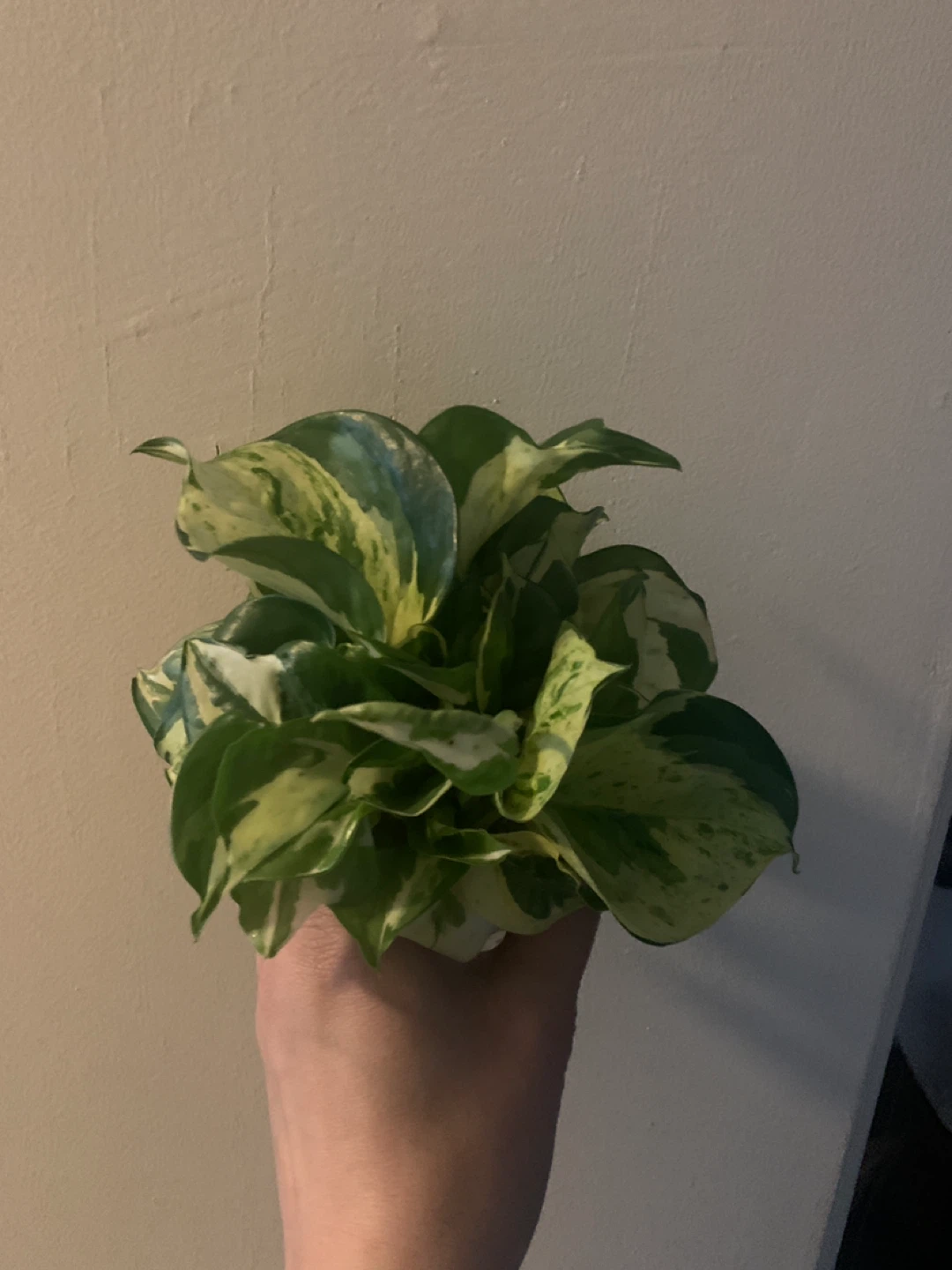 Beautiful healthy house plants - photo 2