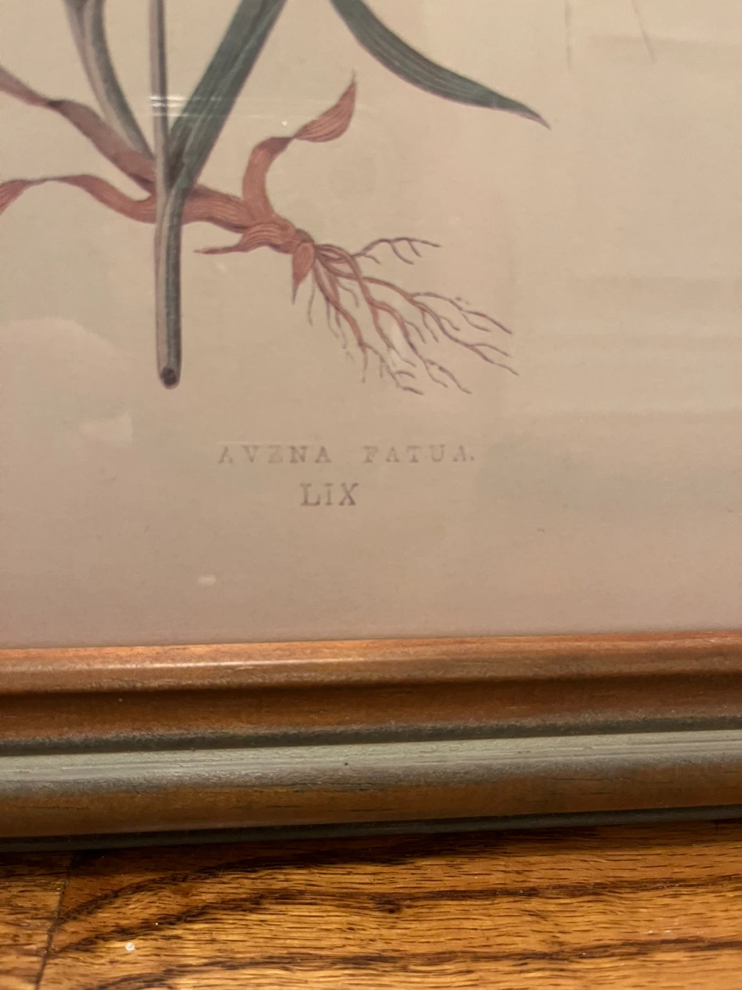 Framed Botanical Prints - Fern & Oats - photo 3
