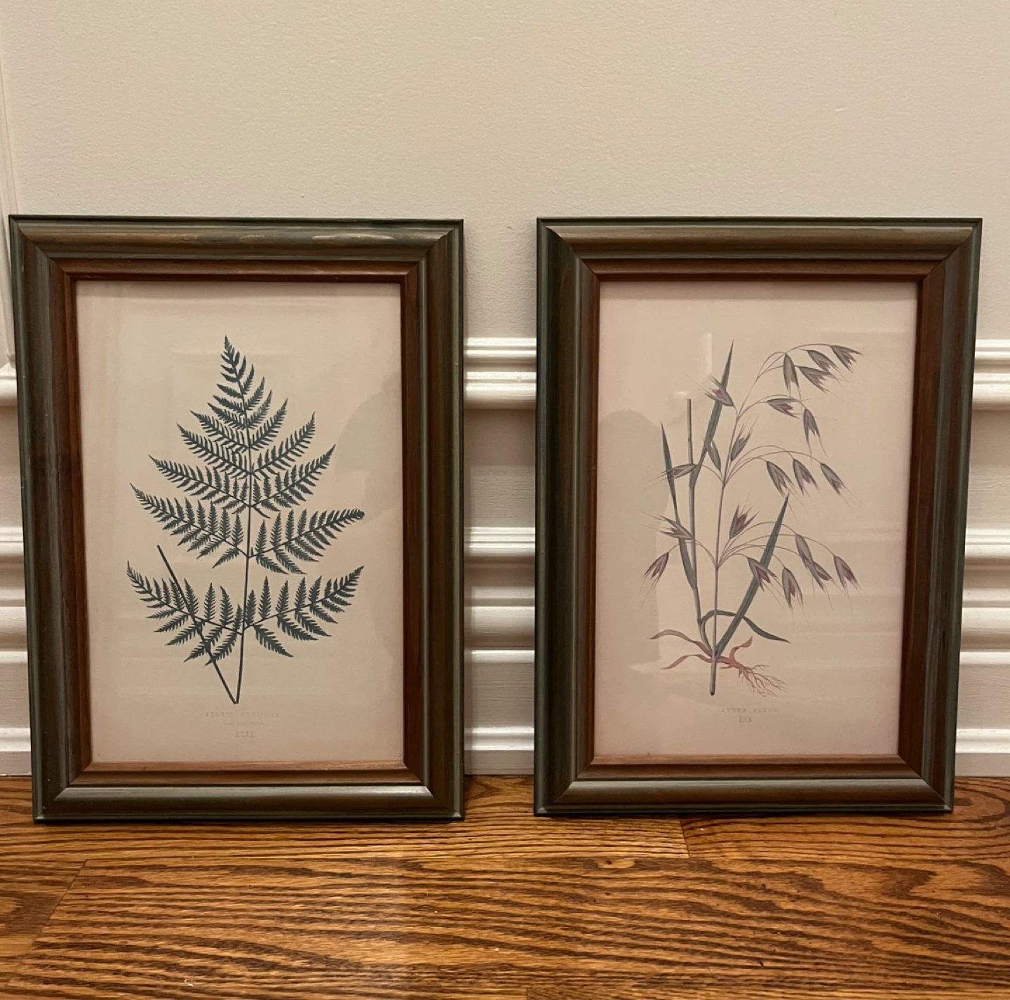 Framed Botanical Prints - Fern & Oats