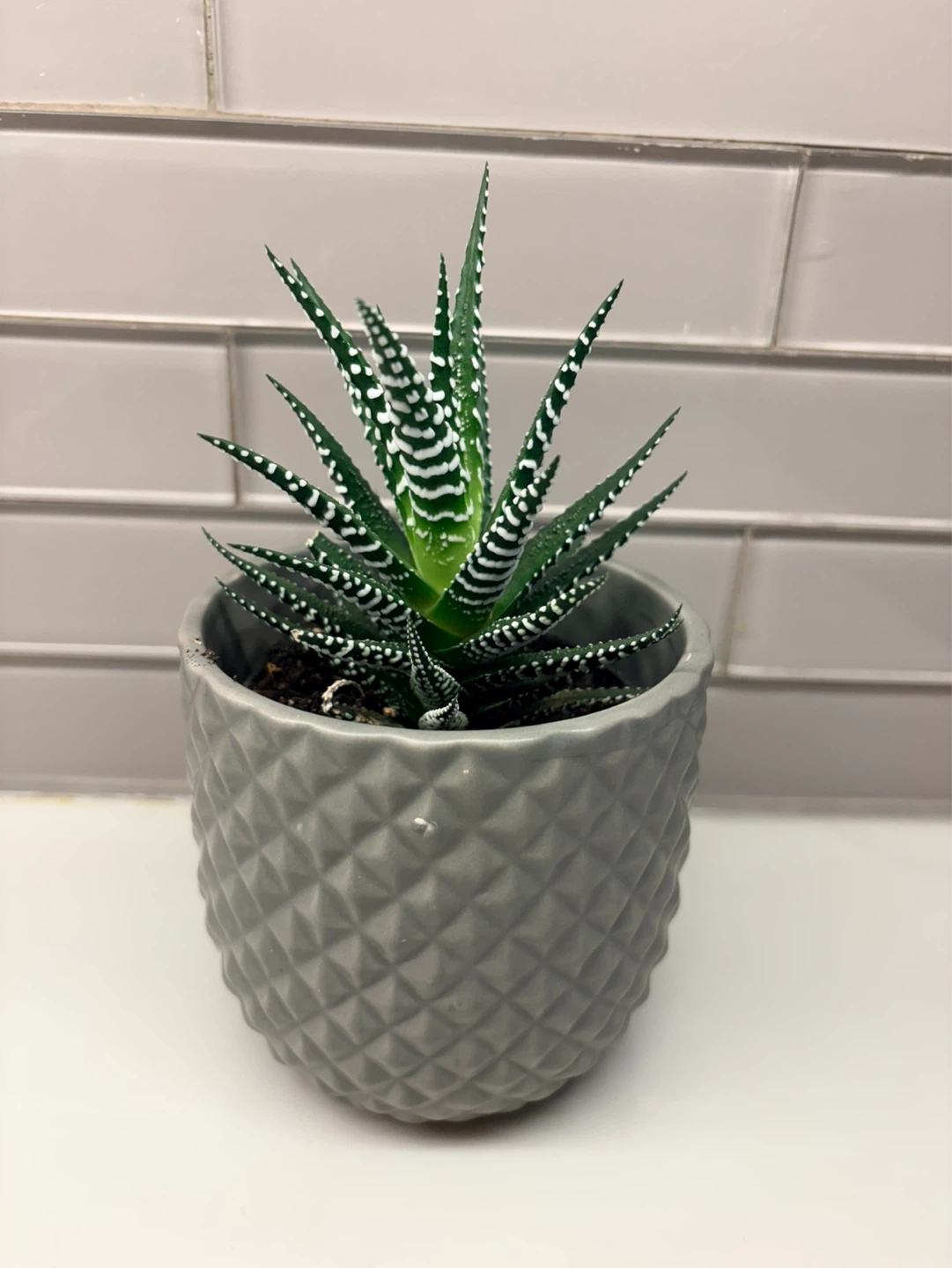 Haworthia Zebra Plant in ceramic  Pot