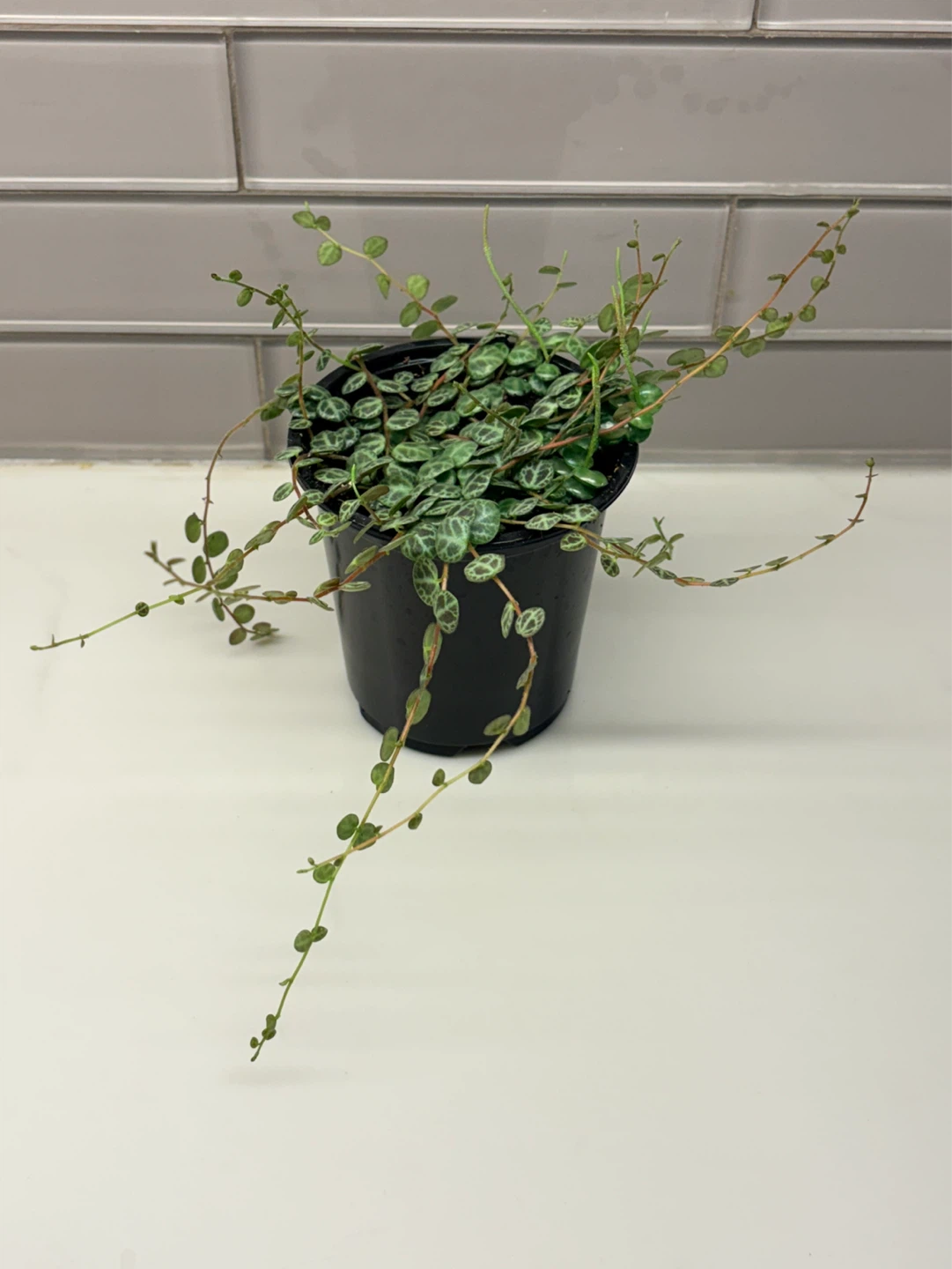 String of Turtles Plant-3.5” pot
