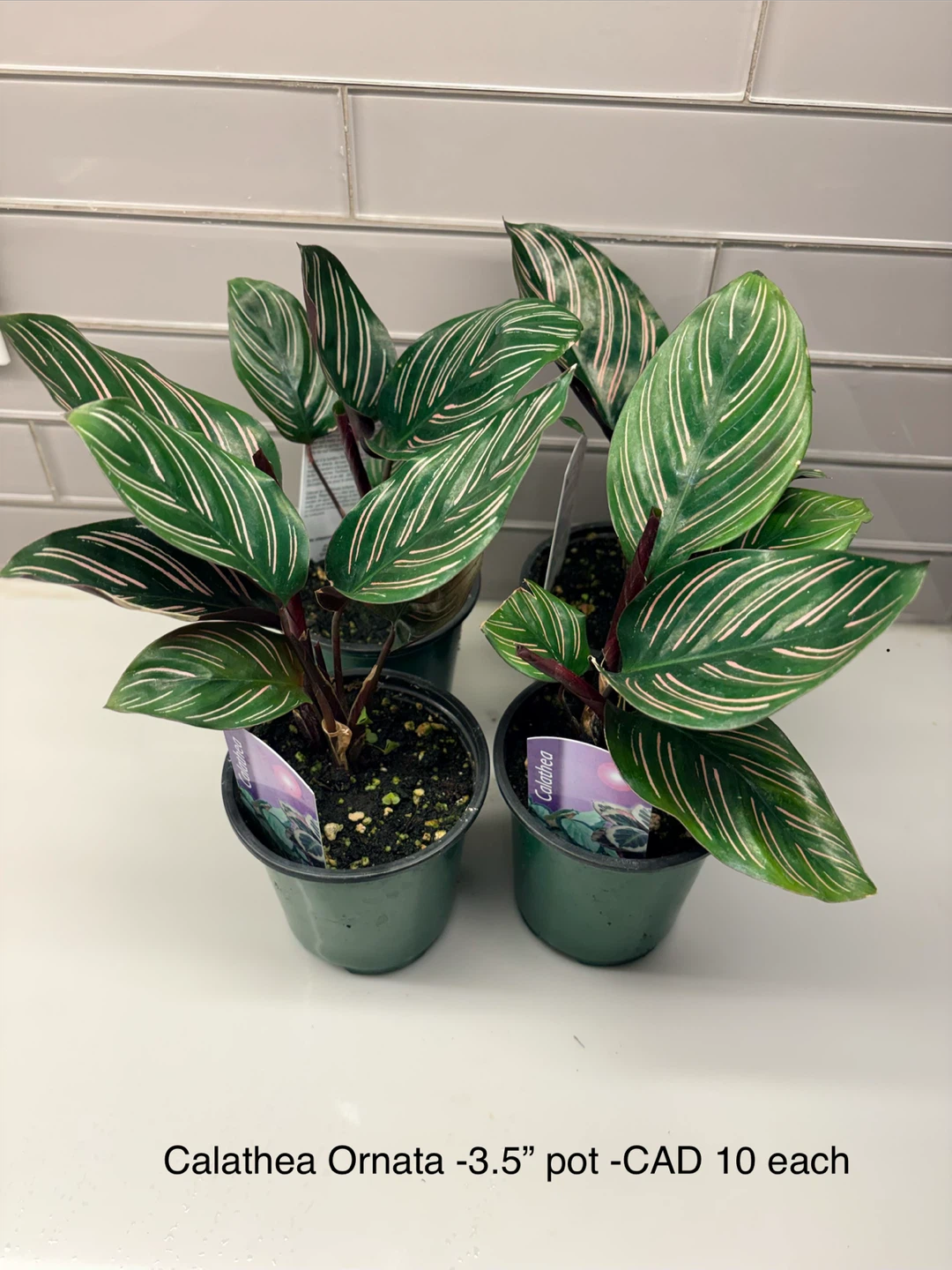 Calathea Ornata Plant - 3.5" Pot