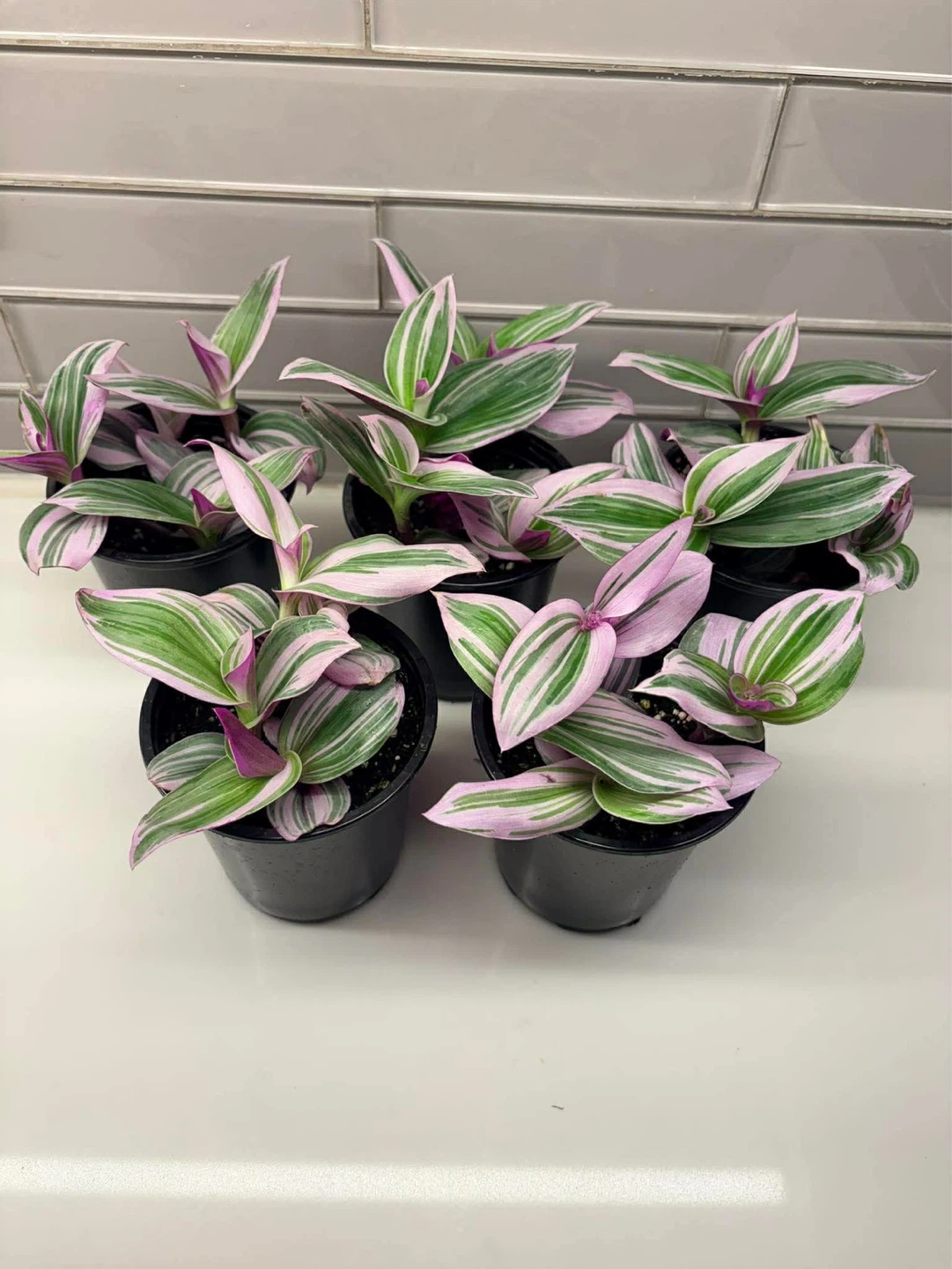 Tradescantia Nanouk Pink & Green Plant