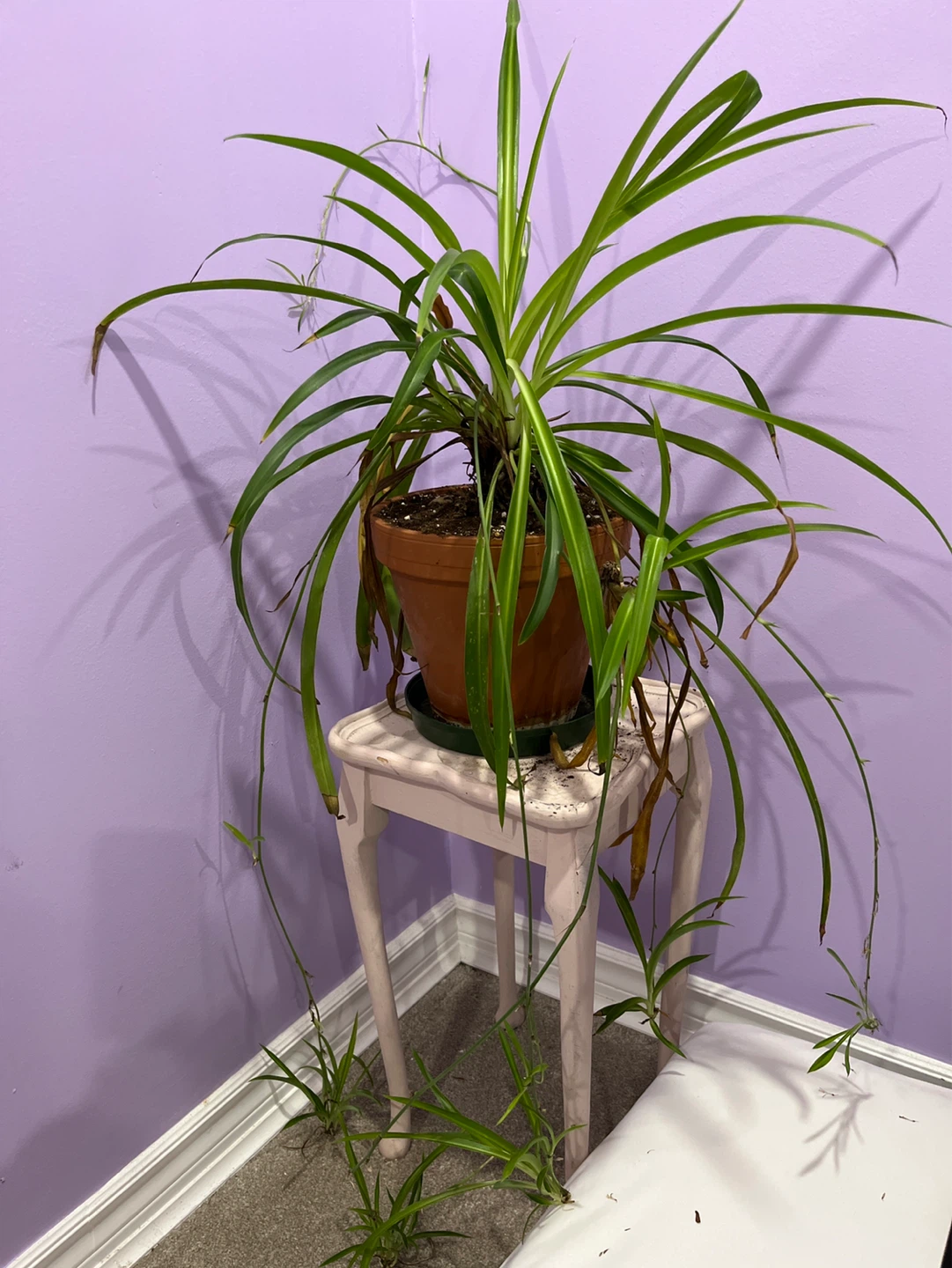 Spider Plant with Pups