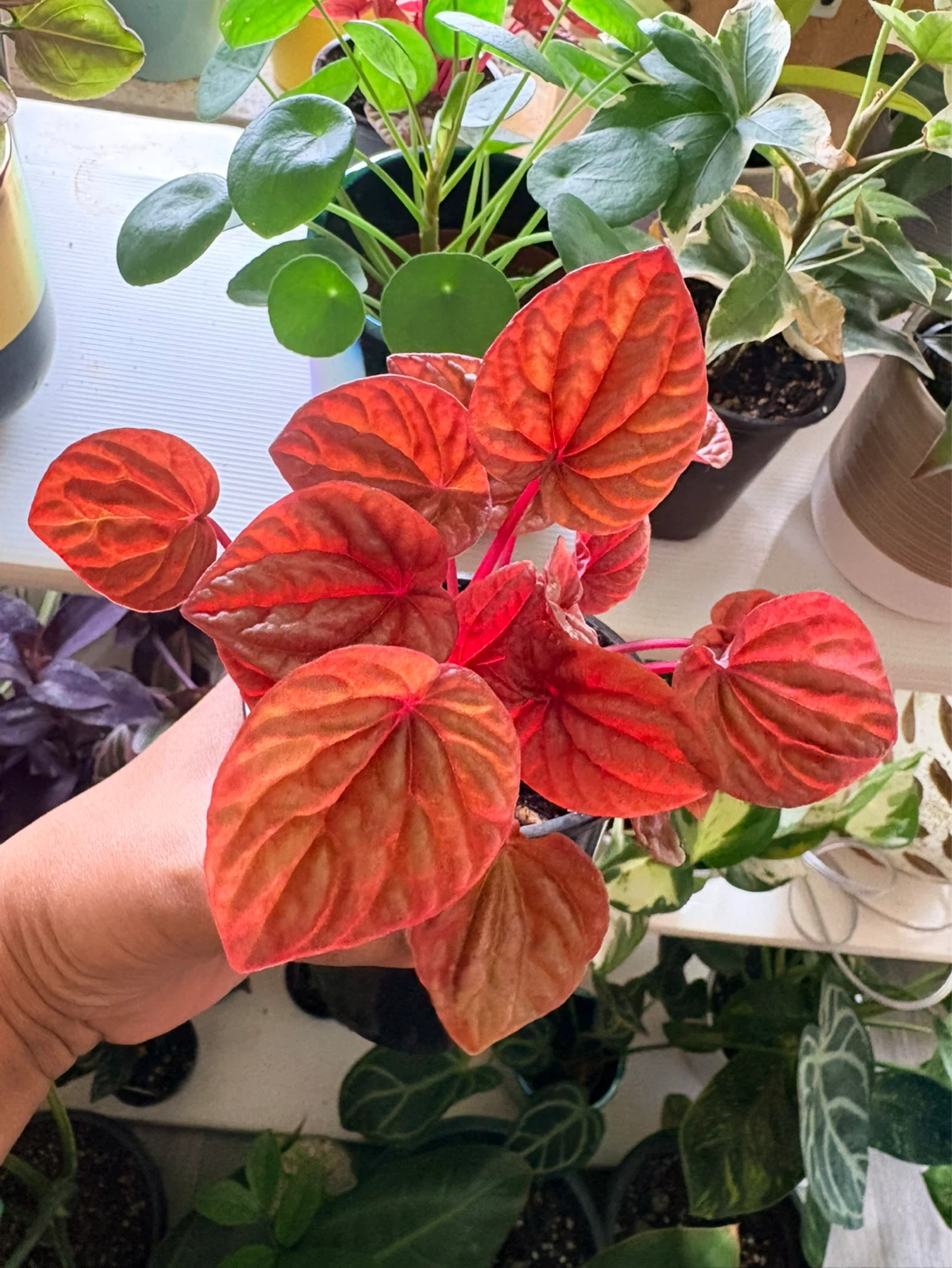 Peperomia  Plant-3.5”pot