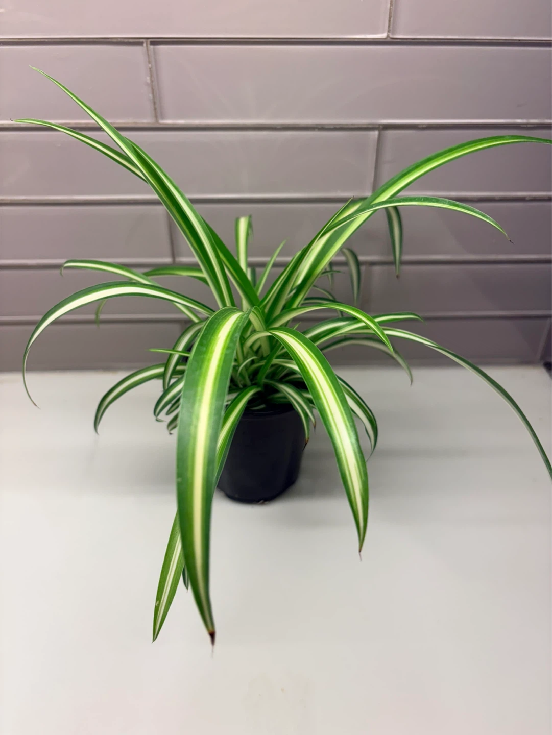 Spider Plant-3.5” pot