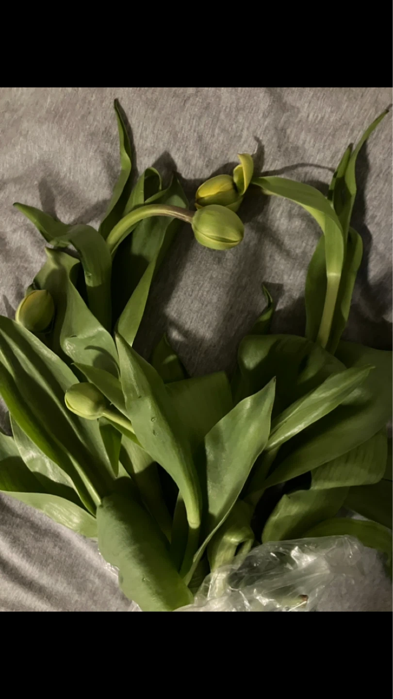 Free Fresh Tulip bulbs with green leaves 🌷 🌱🍃💚💛 - photo 2