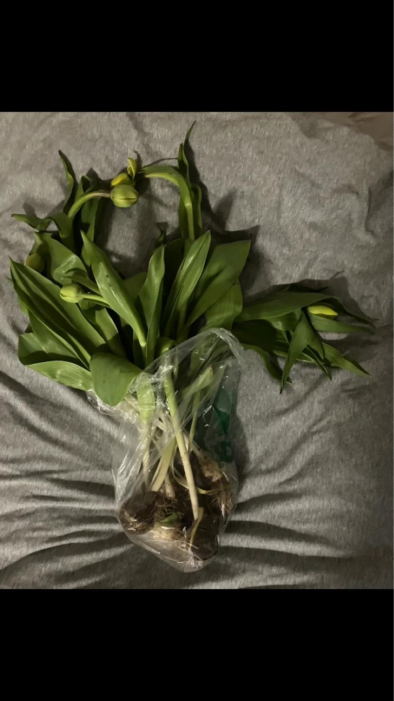 Free Fresh Tulip bulbs with green leaves 🌷 🌱🍃💚💛
