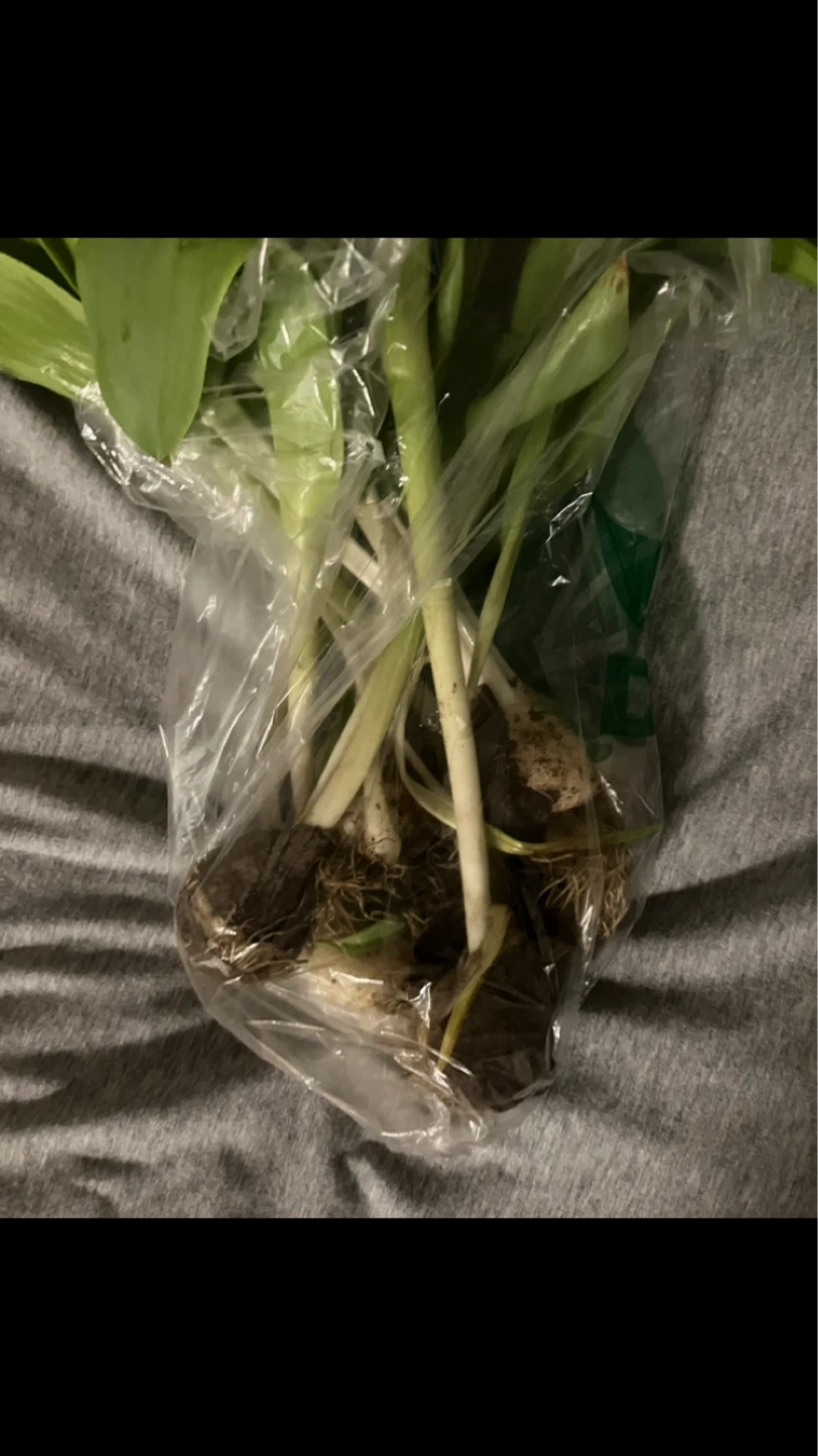 Free Fresh Tulip bulbs with green leaves 🌷 🌱🍃💚💛 - photo 3