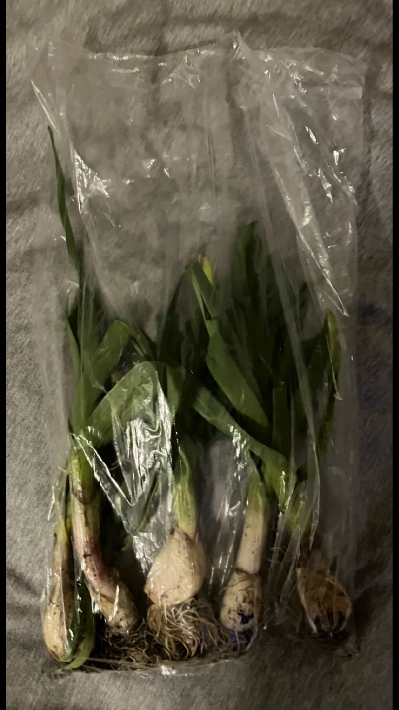 Free Bunch of Fresh Green Garlic Bulbs! 🧄 🌱🍃💚