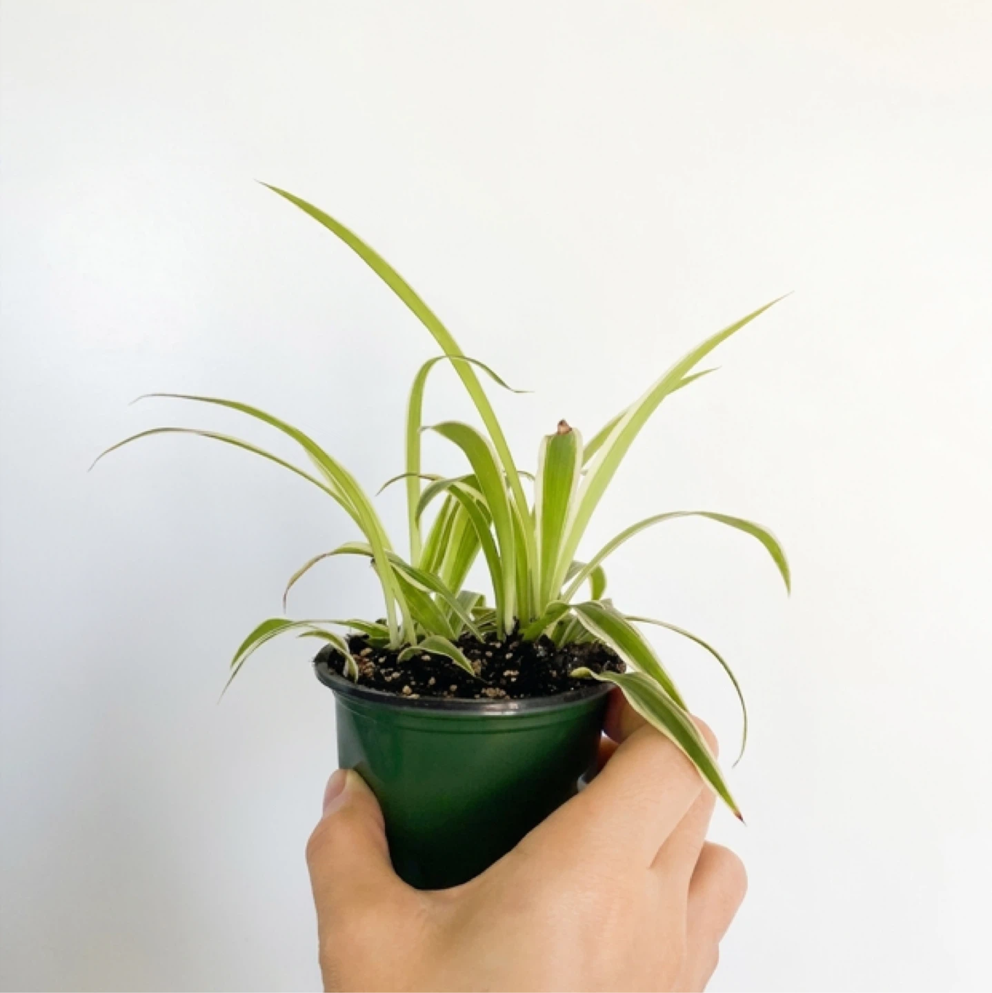Spider Plant in Green Pot