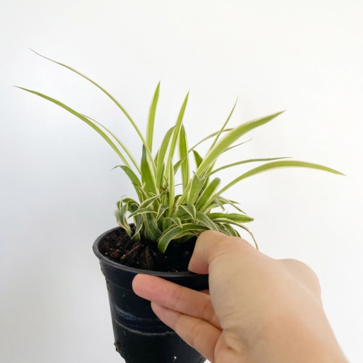 Spider Plant