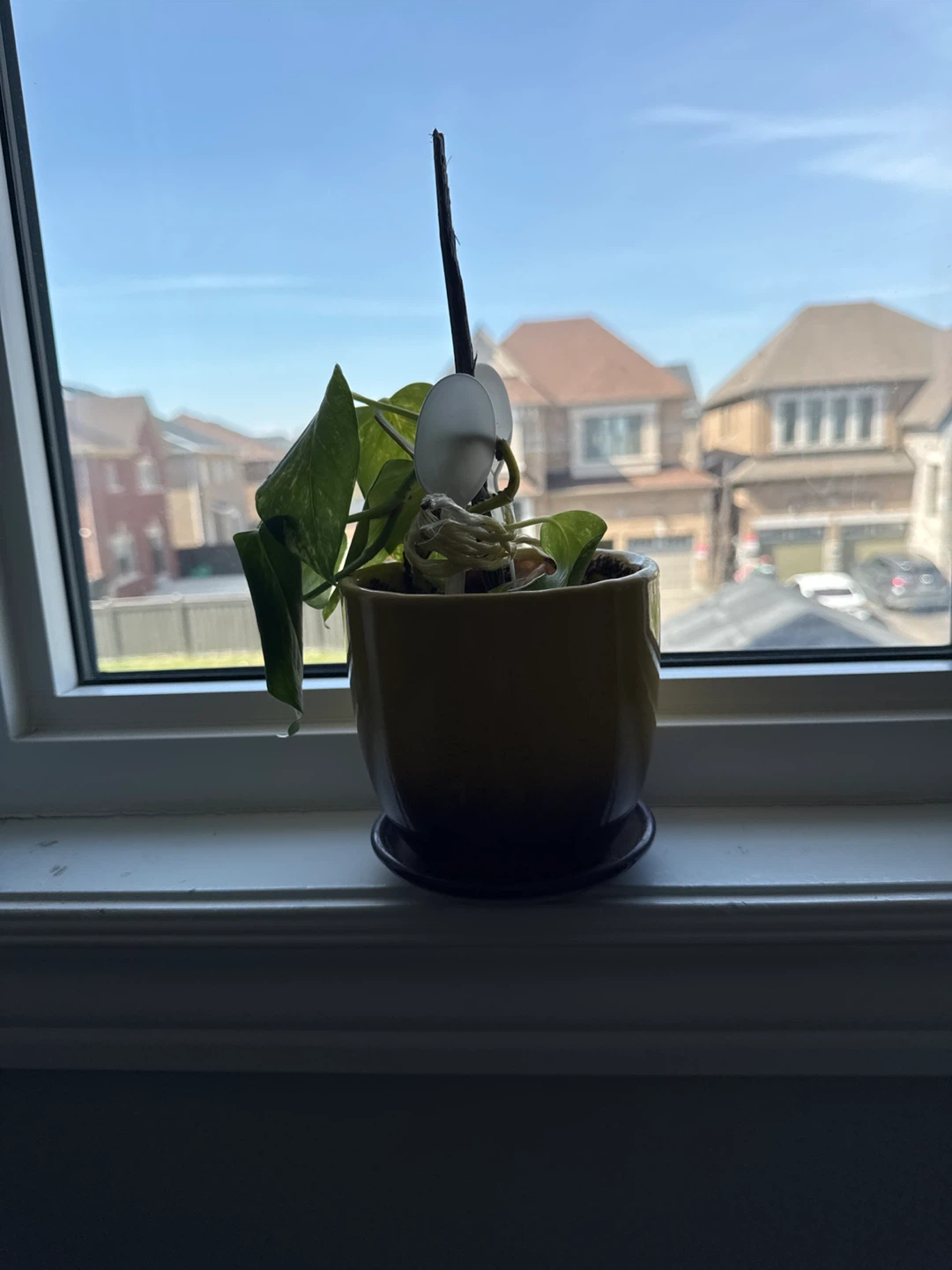 Pothos Plant in Yellow Pot