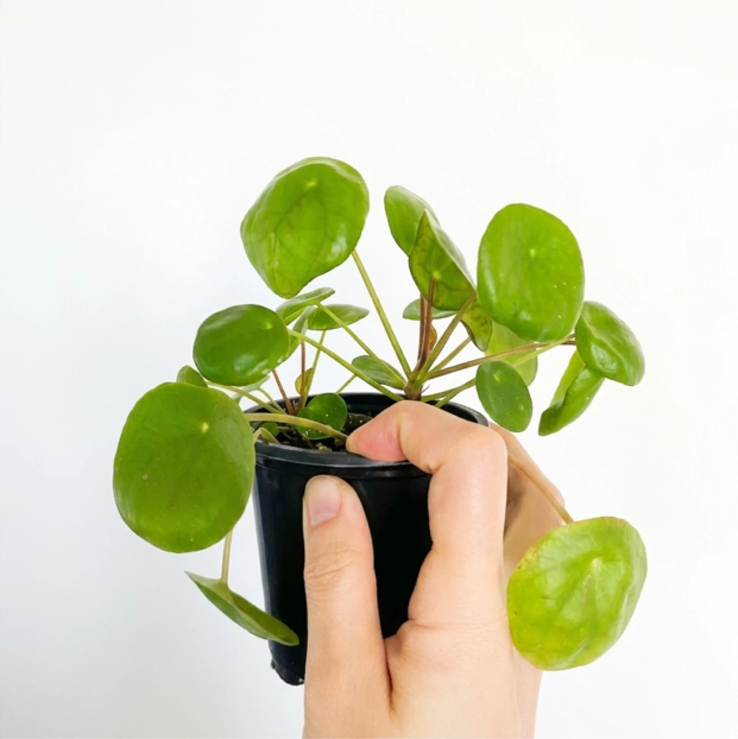 Pilea Peperomioides (Chinese Money Plant)