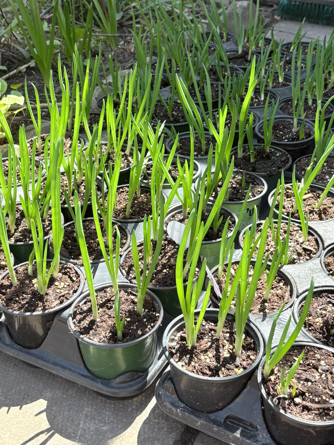 Egyptian Walking Onions - photo 2