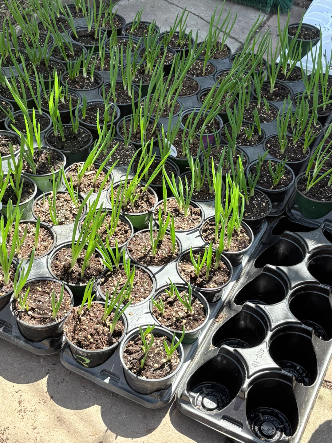 Egyptian Walking Onions - photo 3