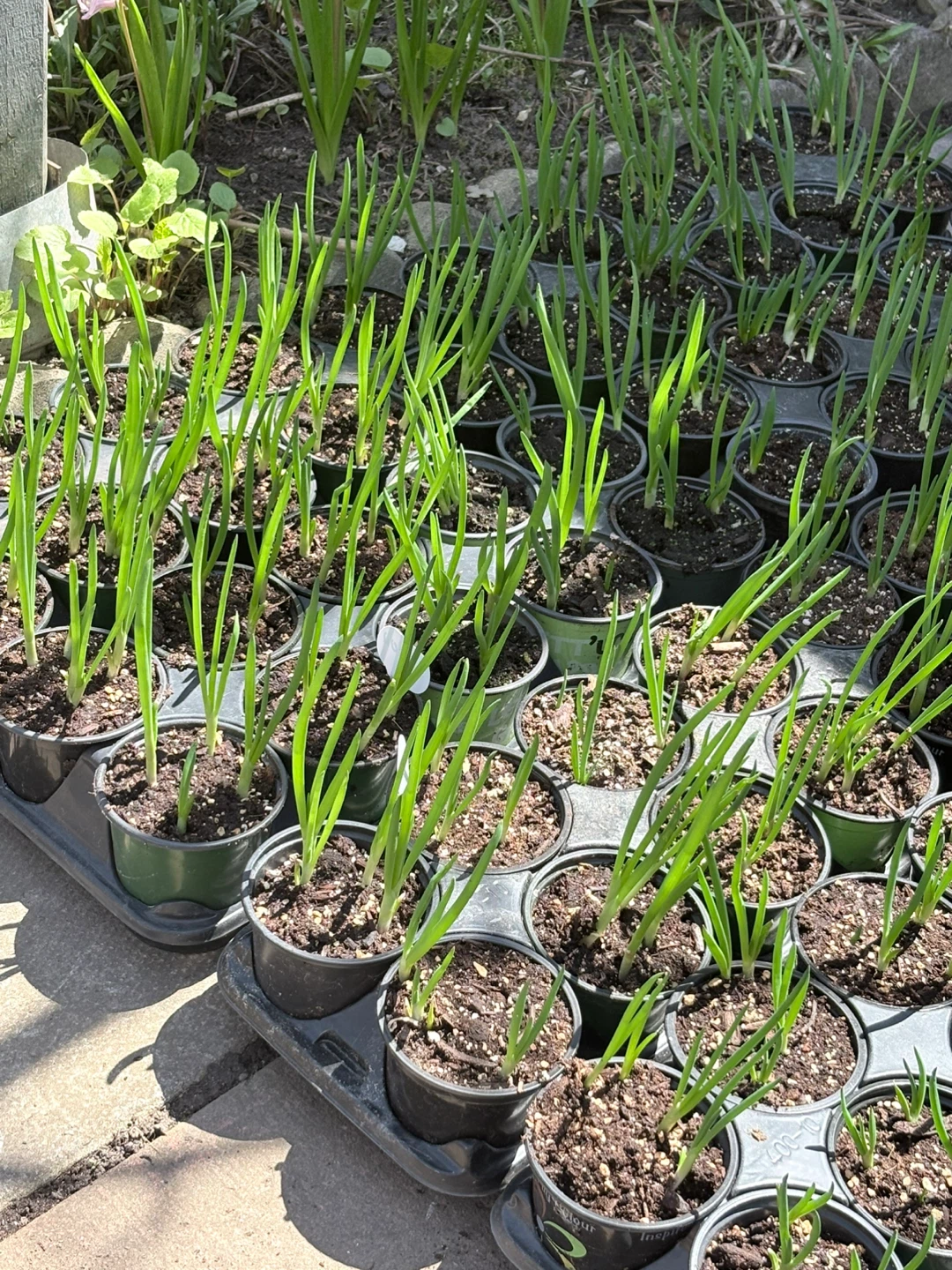 Egyptian Walking Onions