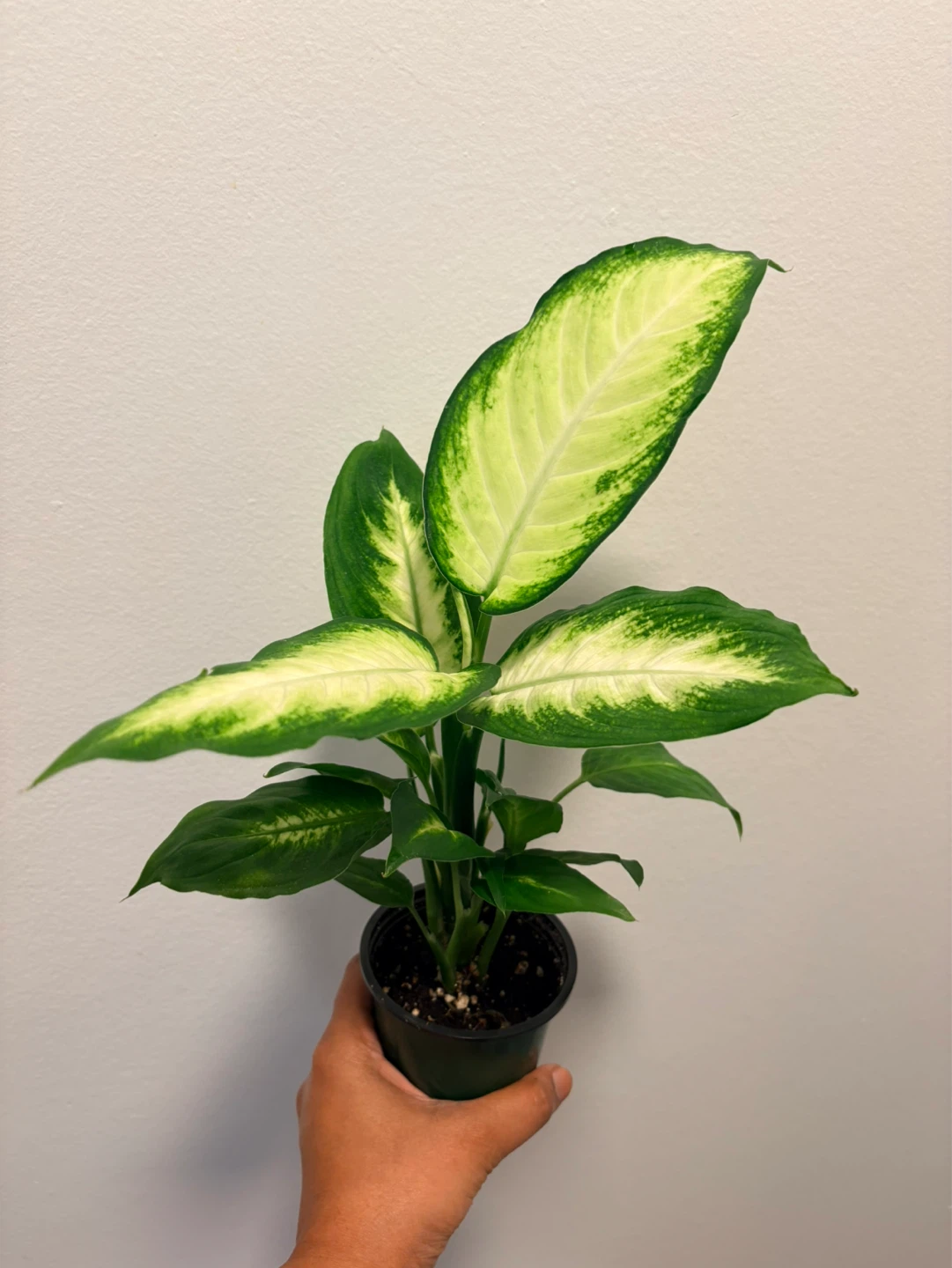Dieffenbachia Plant-3.5”