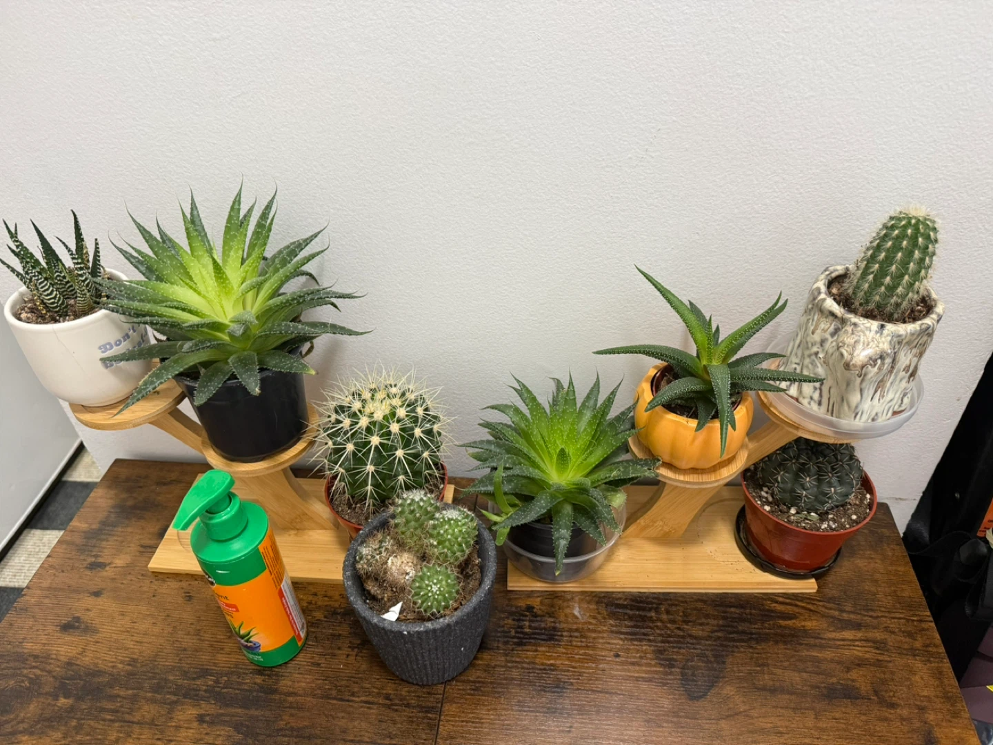 Assorted Cacti and Succulent Plants with Plant Food - photo 2