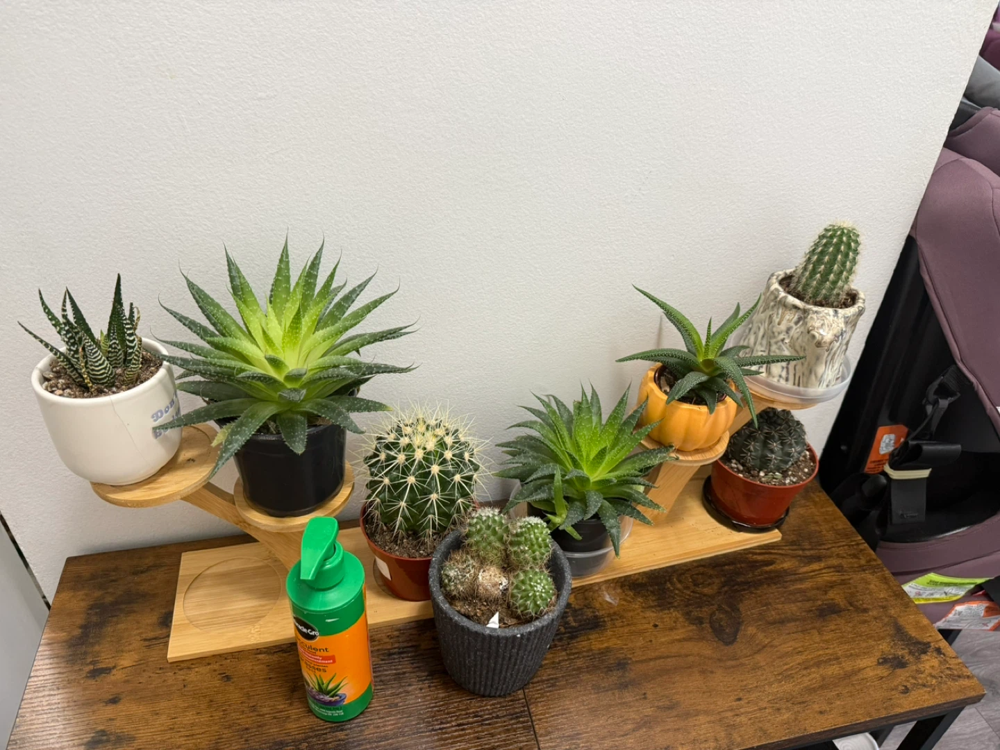 Assorted Cacti and Succulent Plants with Plant Food