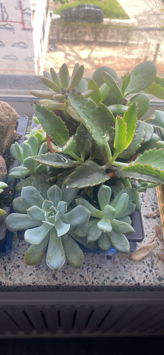 Assorted Succulent Plants