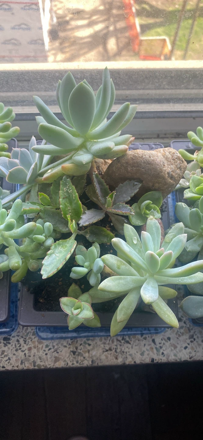 Assorted Succulent Plants - photo 2