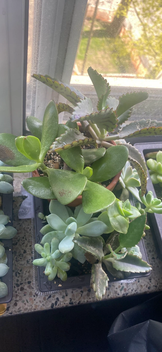 Assorted Succulent Plants - photo 4