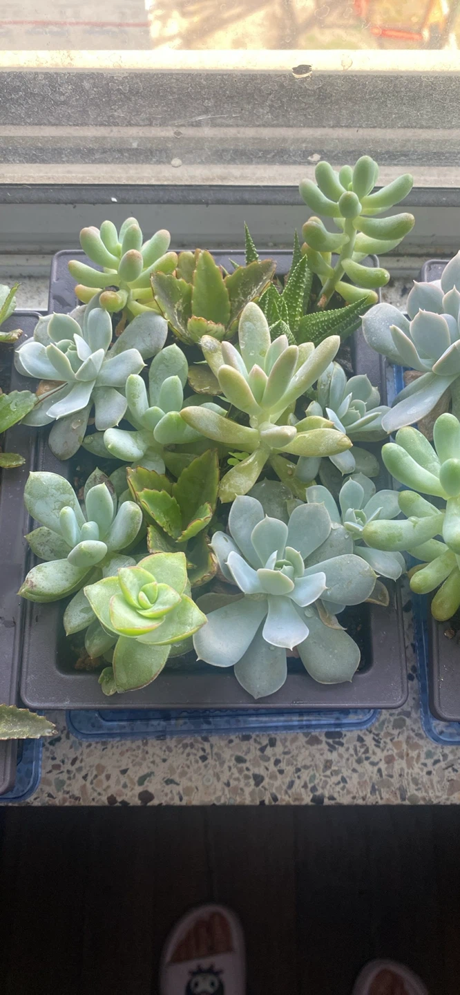 Assorted Succulent Plants - photo 5