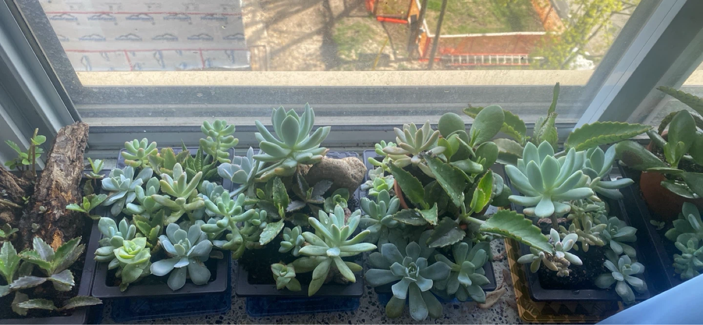 Assorted Succulent Plants - photo 3
