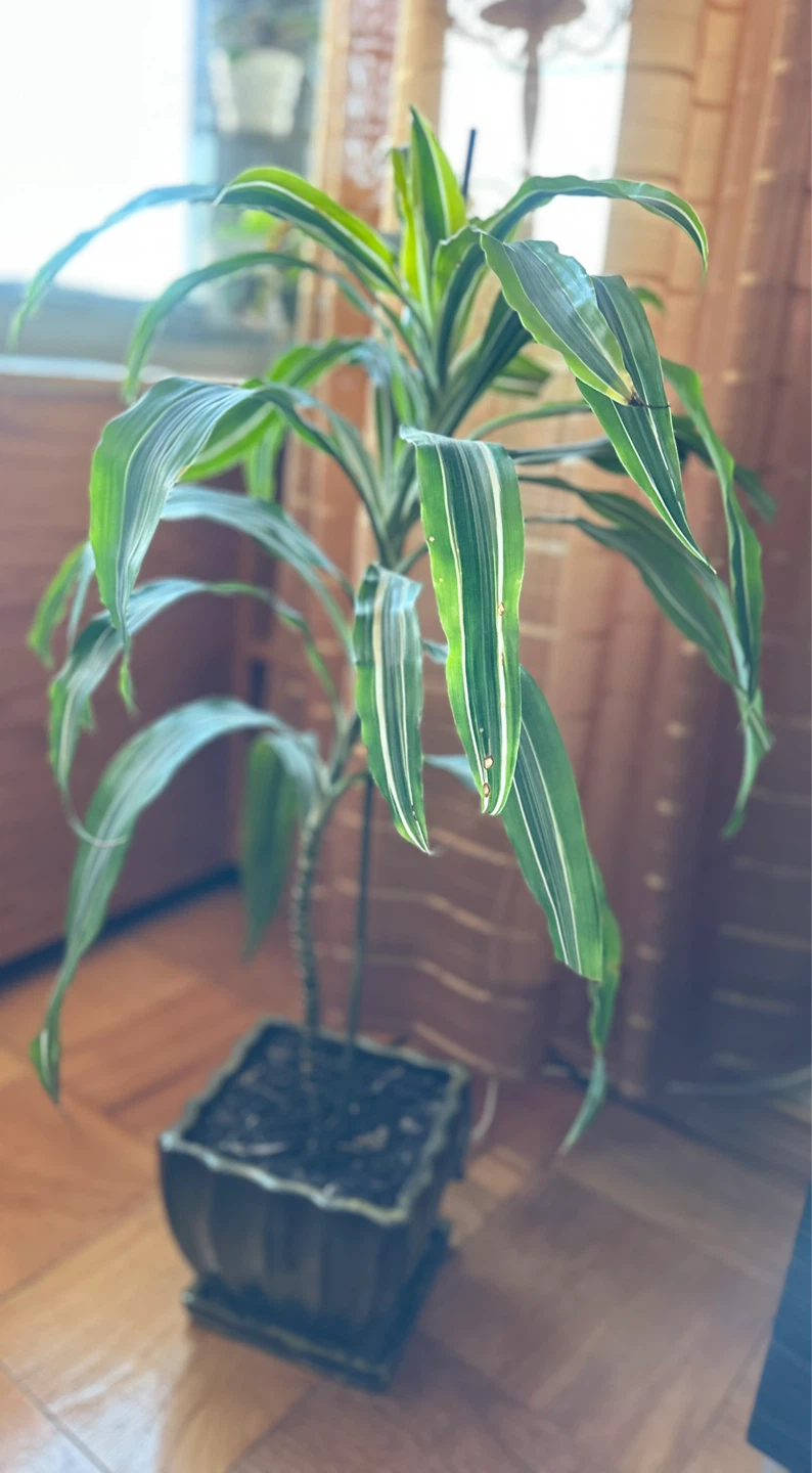 33” toll Dracaena Plant in Decorative Pot - photo 3