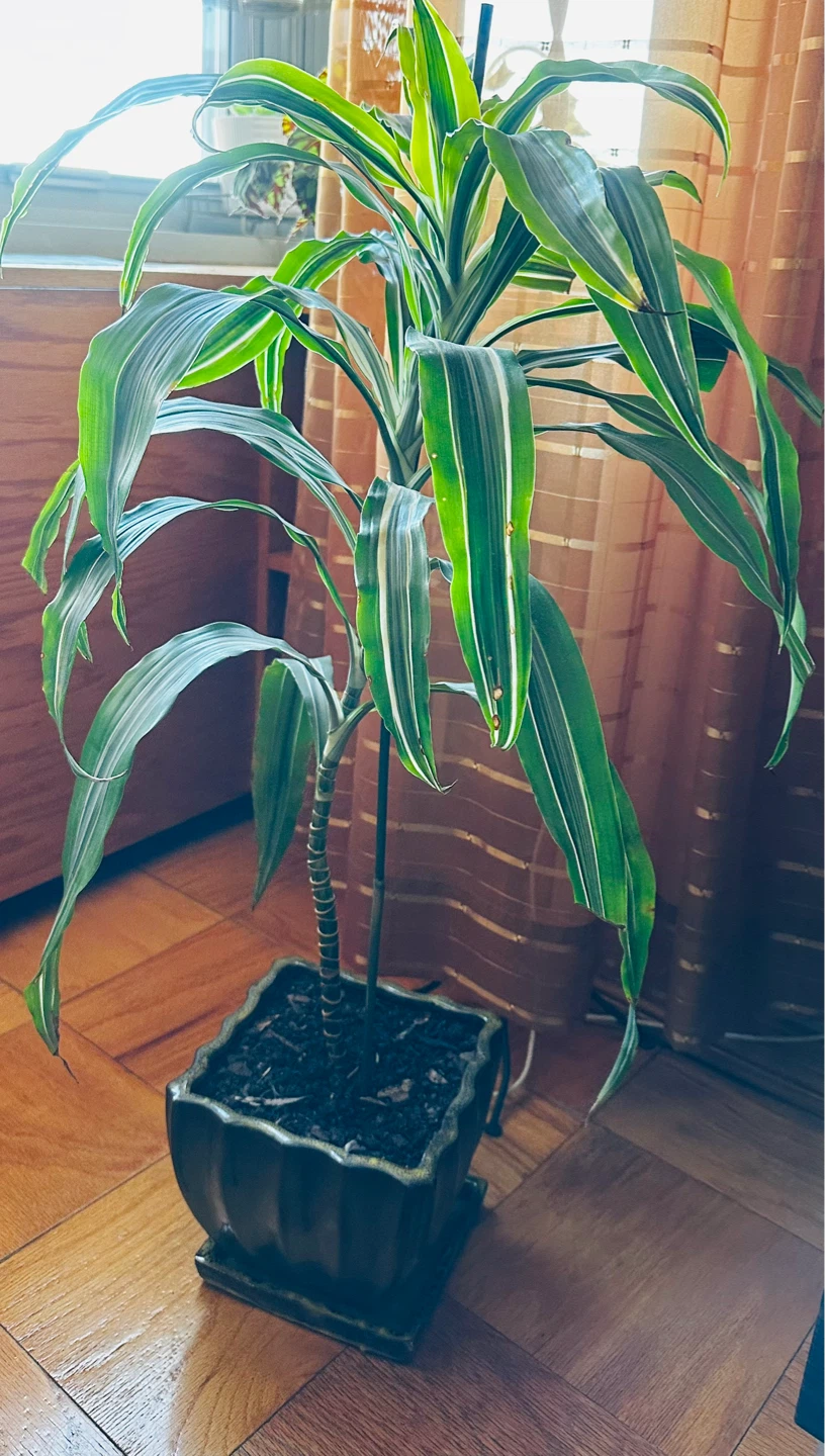 33” toll Dracaena Plant in Decorative Pot