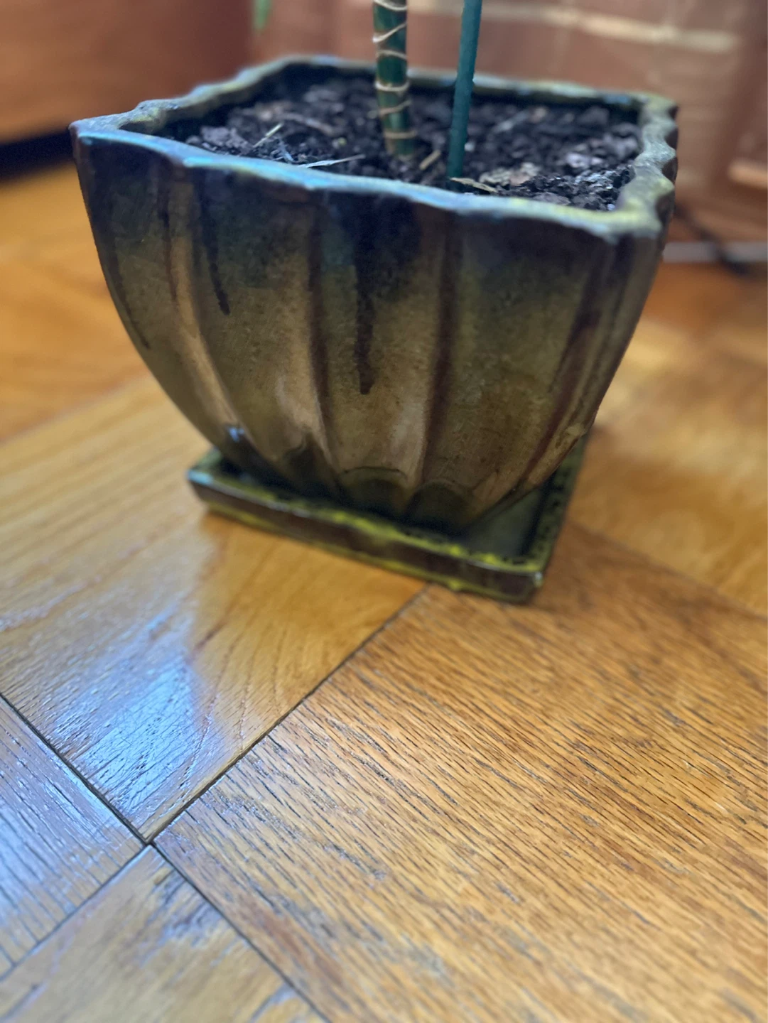 33” toll Dracaena Plant in Decorative Pot - photo 4