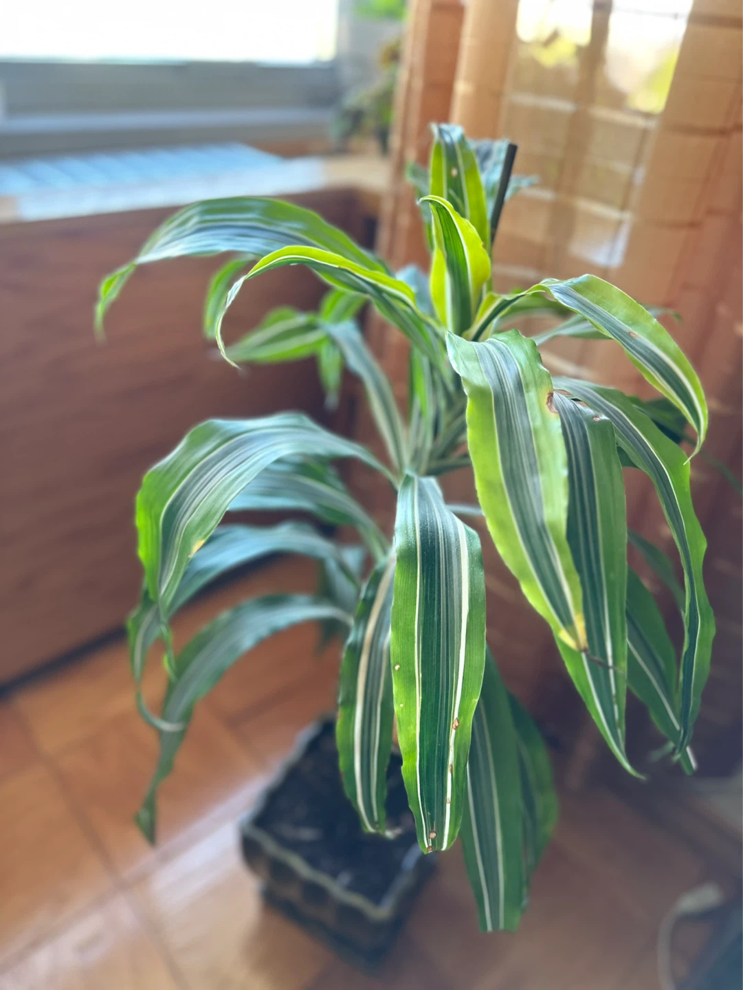 33” toll Dracaena Plant in Decorative Pot - photo 2