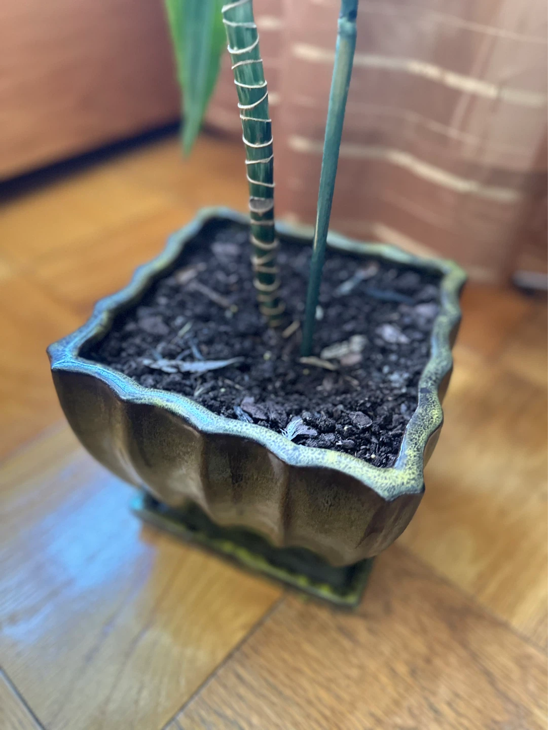 33” toll Dracaena Plant in Decorative Pot - photo 5